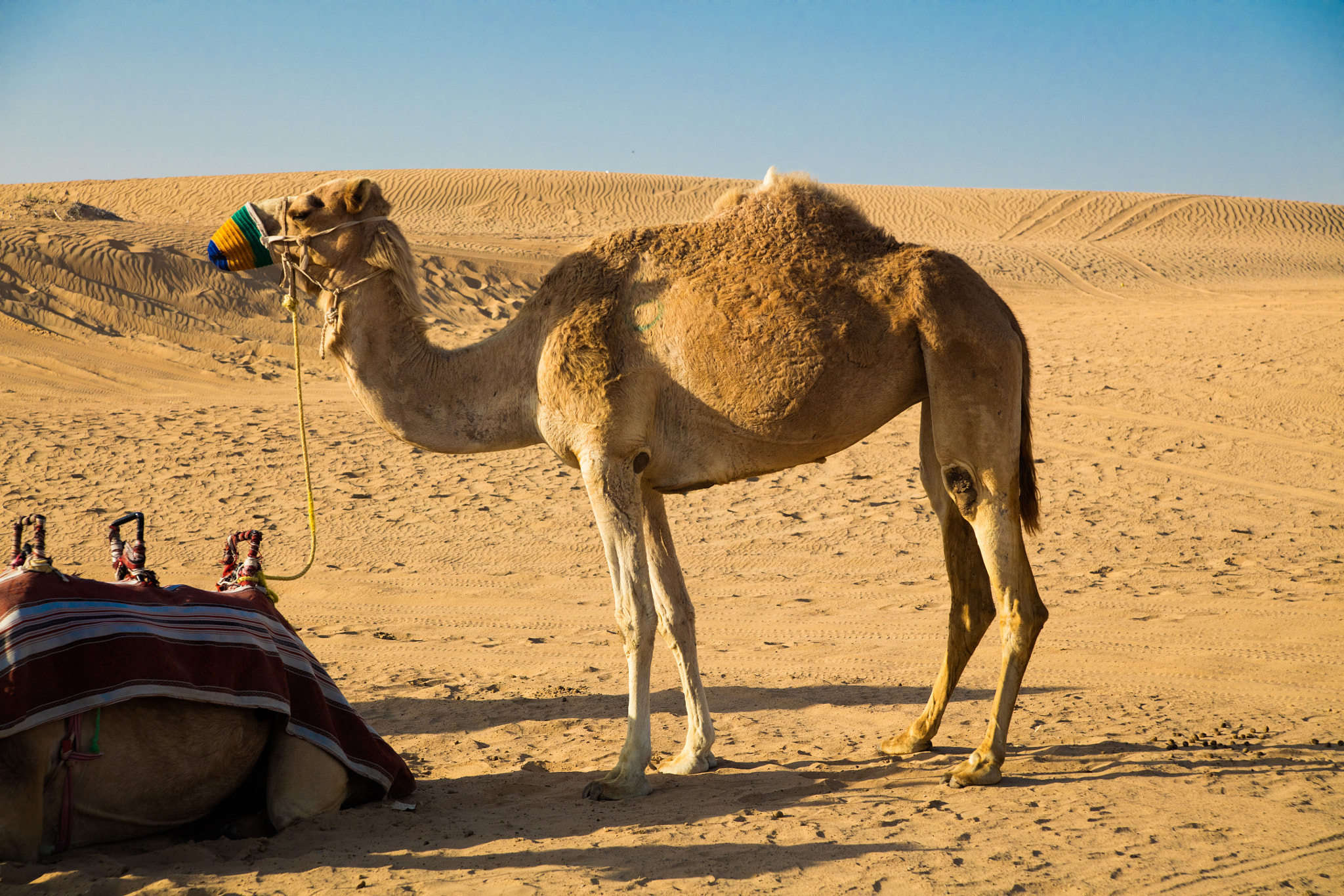 Canon EOS 5DS + Tamron AF 28-75mm F2.8 XR Di LD Aspherical (IF) sample photo. Camel at desert in dubai photography