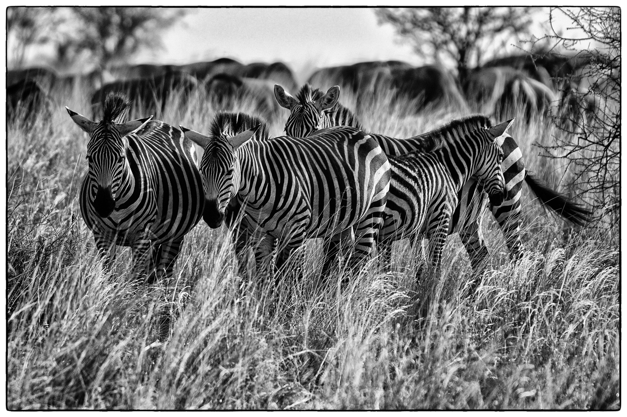 Canon EF 70-200mm F2.8L USM sample photo. Zebras (tanzania) photography
