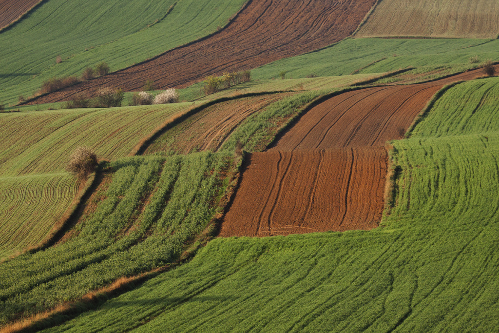 Canon EF 100-400mm F4.5-5.6L IS USM sample photo. Like a carpet photography