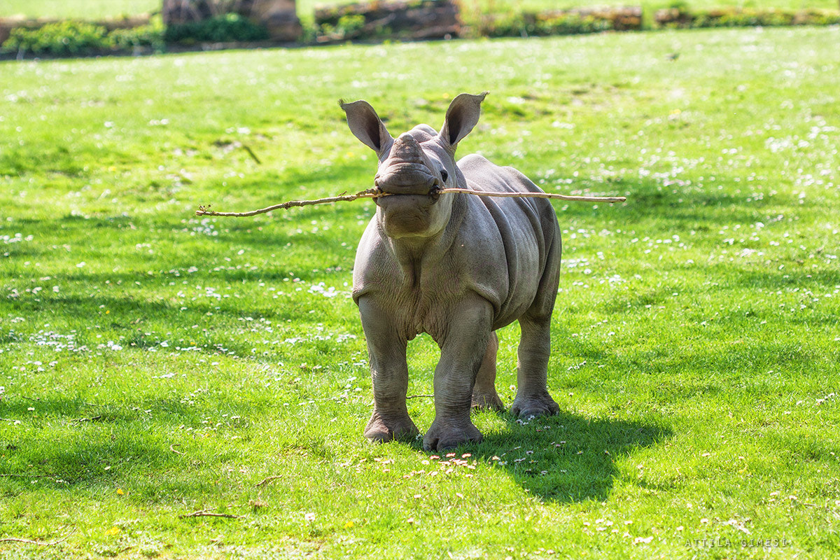 Canon EF 100mm F2.8 Macro USM sample photo. White rhinoceros calf photography