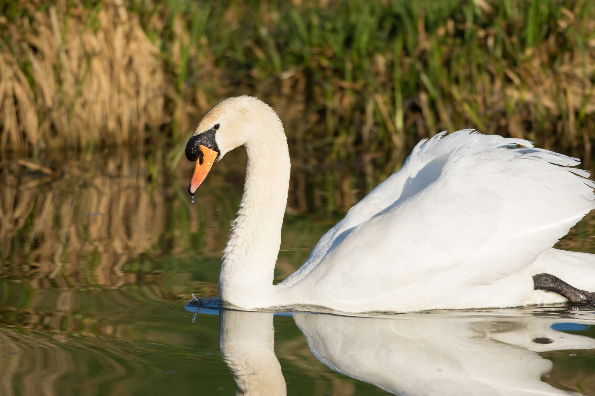 Nikon D5300 + Nikon AF-S Nikkor 300mm F4D ED-IF sample photo. April swan photography