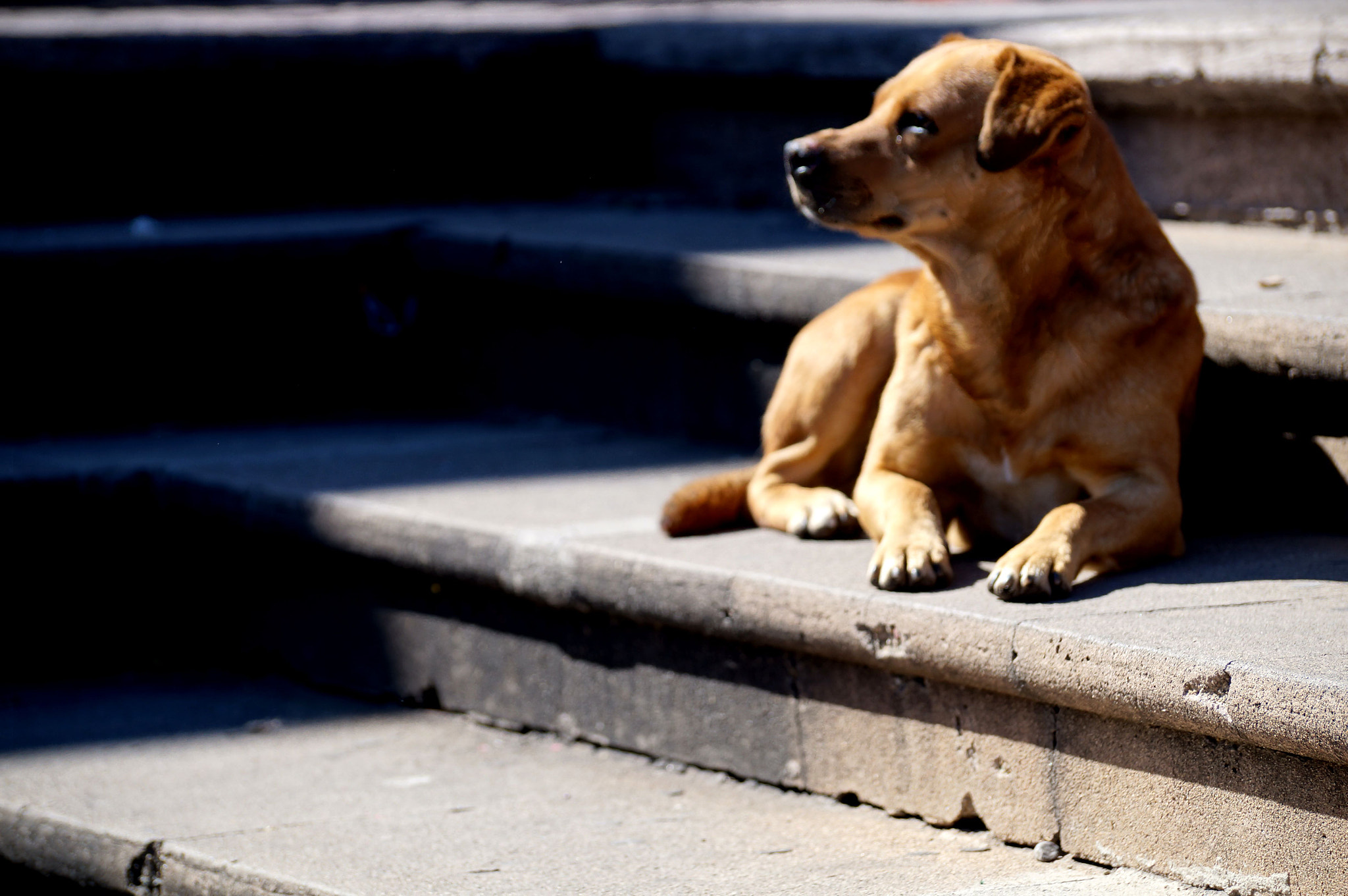 Sony SLT-A37 sample photo. Waiting for human love photography