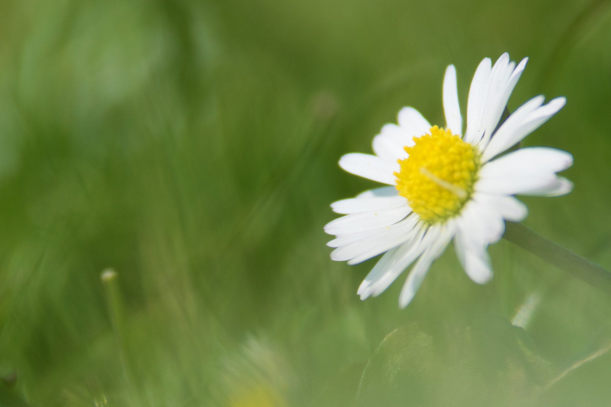 Nikon D5300 + Nikon AF-S Nikkor 300mm F4D ED-IF sample photo. Daisy photography