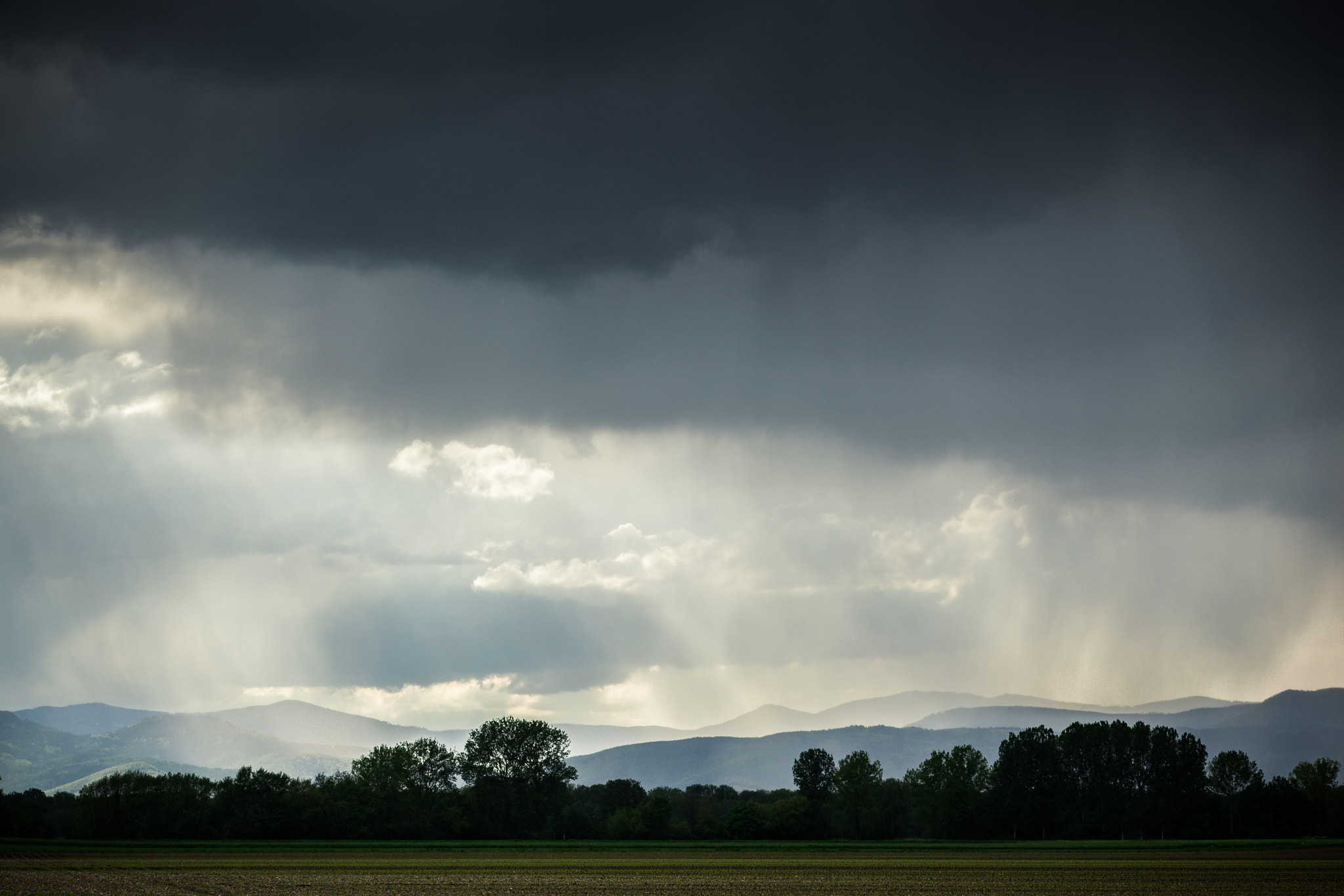 Canon EOS 5D Mark II + Canon EF 100mm F2.8 Macro USM sample photo. Rainy day photography