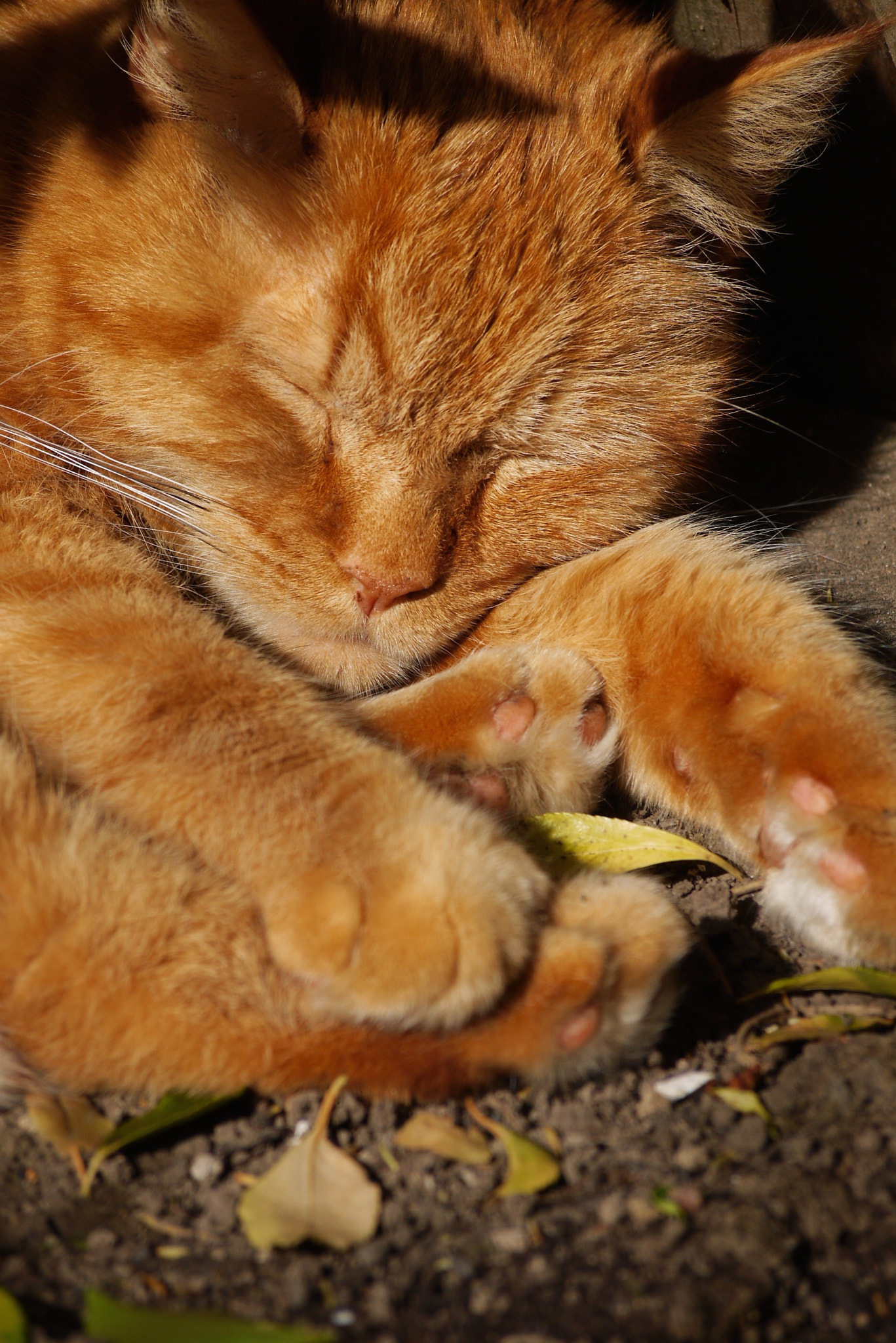 Panasonic Lumix DMC-G10 + Olympus M.Zuiko Digital ED 40-150mm F4-5.6 R sample photo. Ginge sleeping in the sun photography