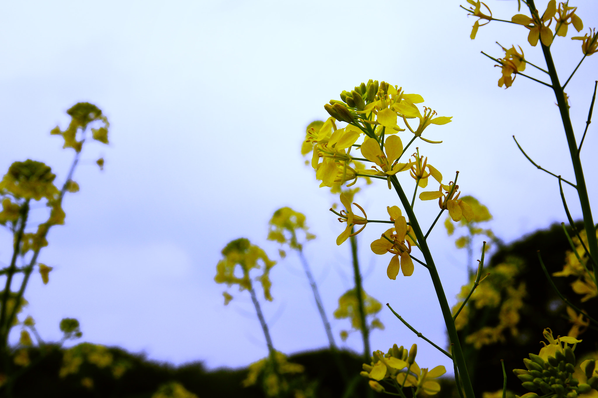 Canon EOS 600D (Rebel EOS T3i / EOS Kiss X5) sample photo. Rise photography