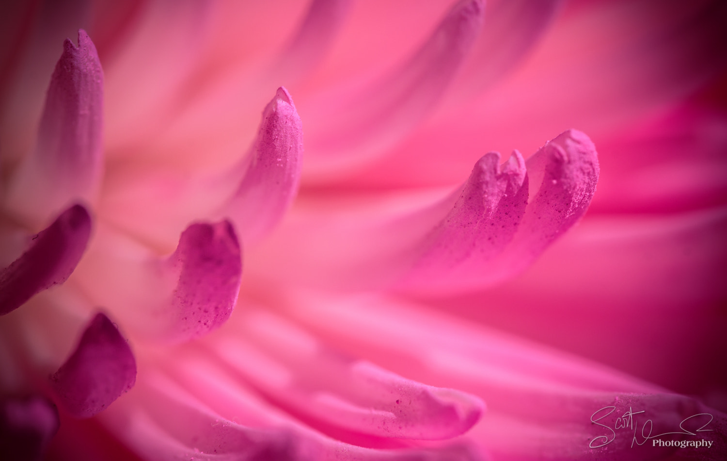 Tamron SP AF 60mm F2 Di II LD IF Macro sample photo. It's a john hughes movie... photography