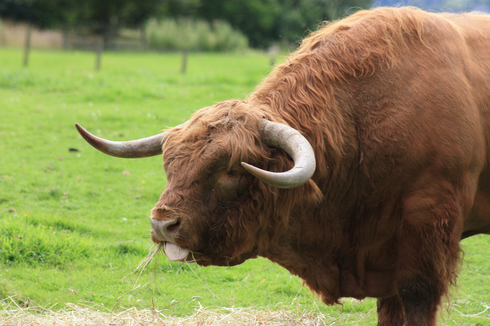 Canon EF 75-300mm f/4-5.6 USM sample photo. Funny highland cattle photography