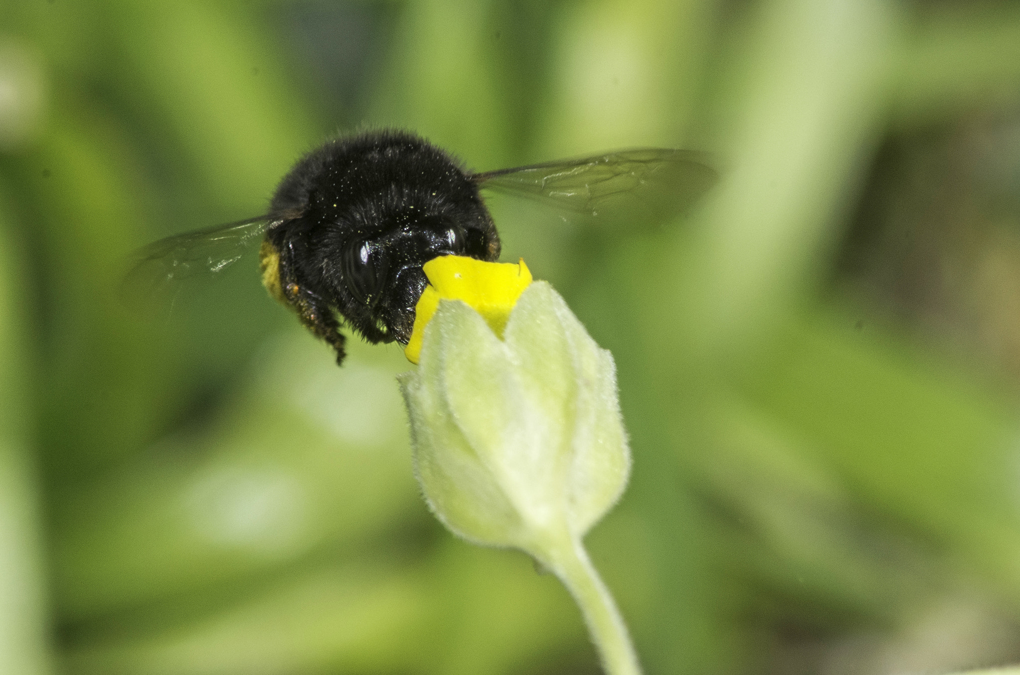 Tamron AF 70-300mm F4-5.6 Di LD Macro sample photo. A female hairy footed flower bee photography