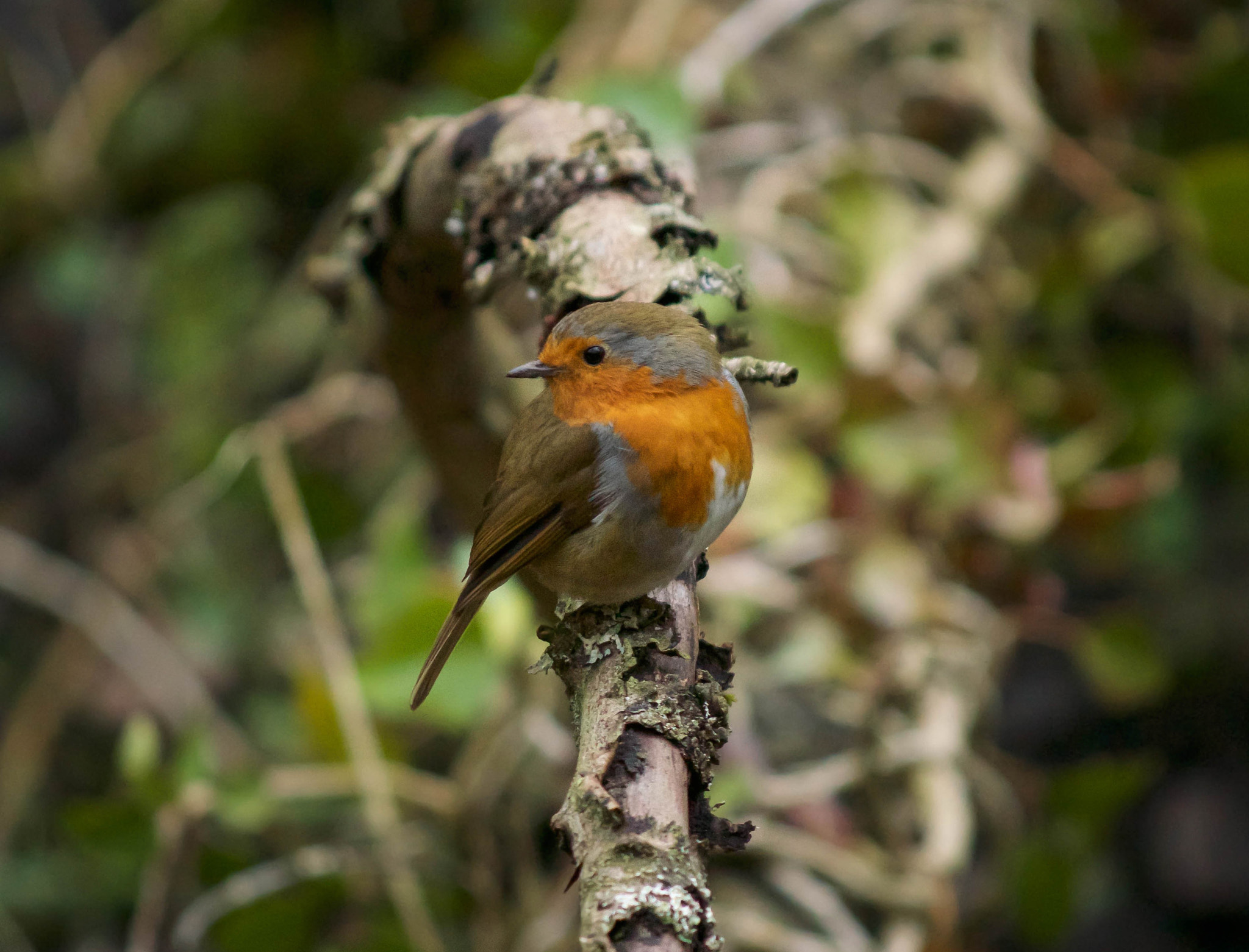 Minolta AF 100-300mm F4.5-5.6 APO [New] sample photo. Little robin photography