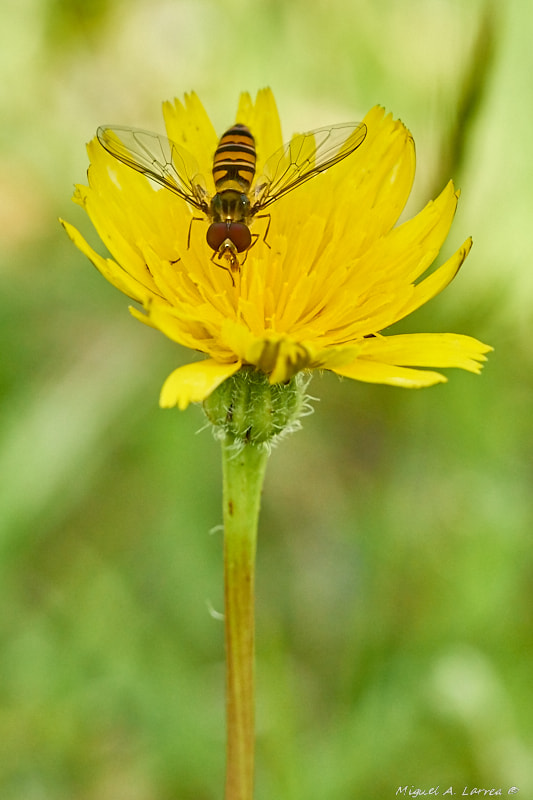 Sony ILCA-77M2 sample photo. Episyrphus balteatus photography
