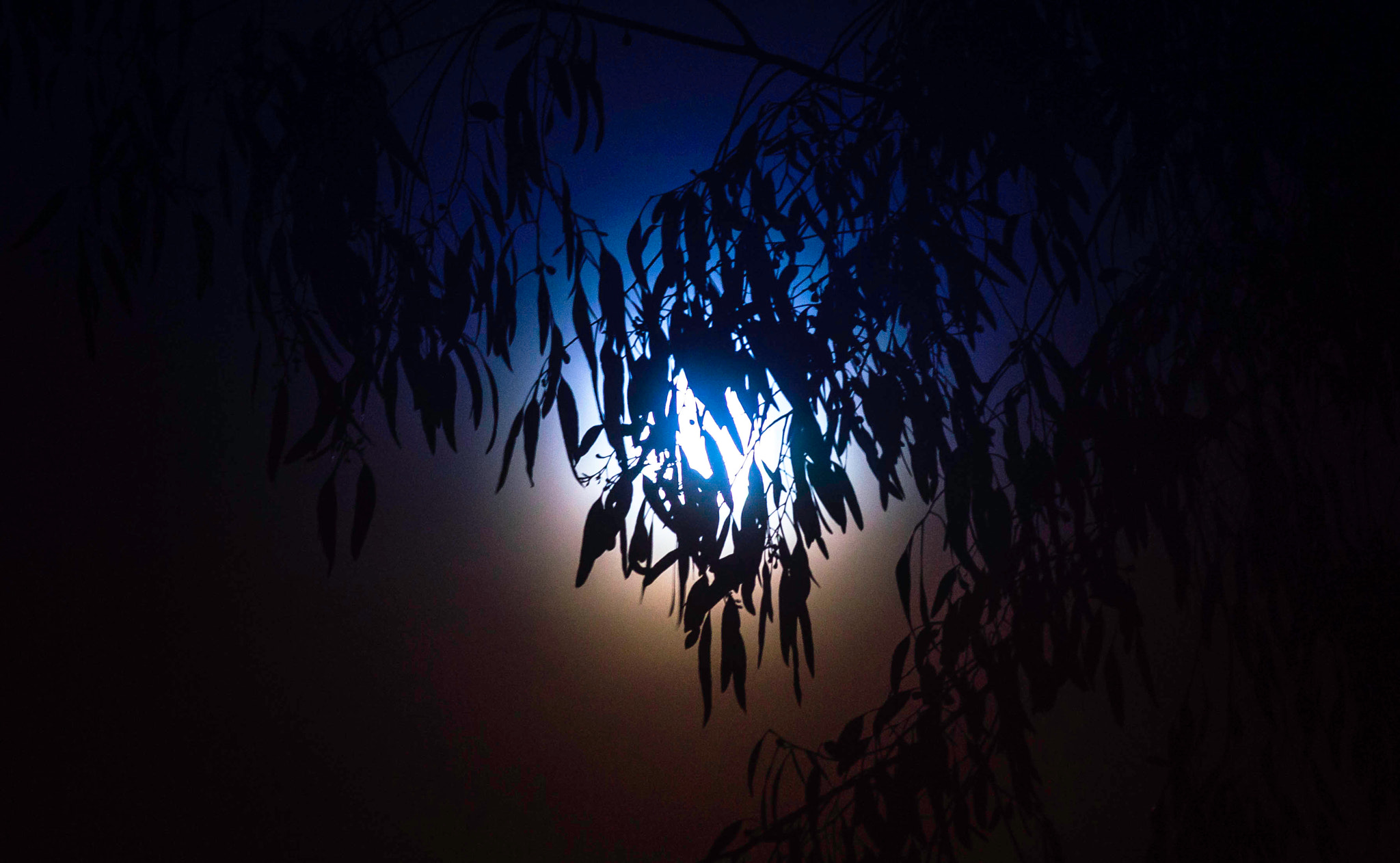 Sony SLT-A55 (SLT-A55V) + Sigma 70-300mm F4-5.6 DL Macro sample photo. Moonlight photography