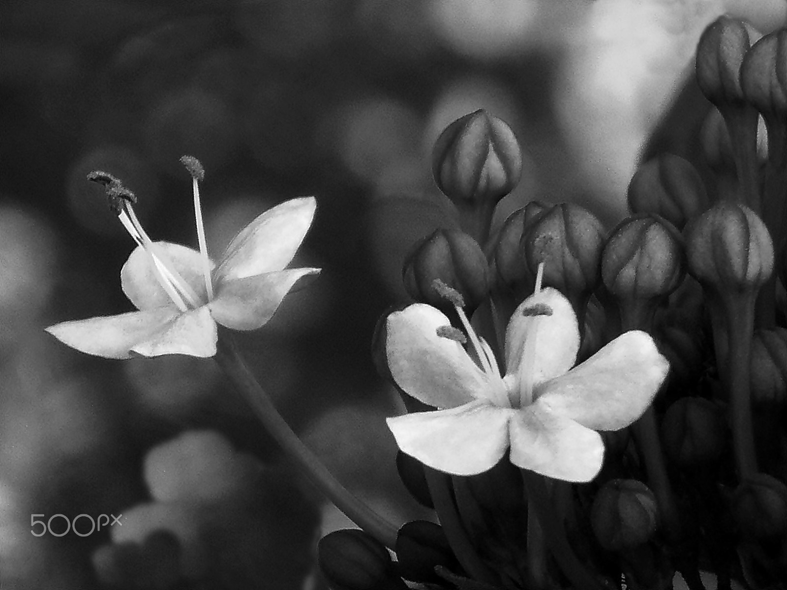 Olympus VR325,VR320,D725 sample photo. Flowers speak photography