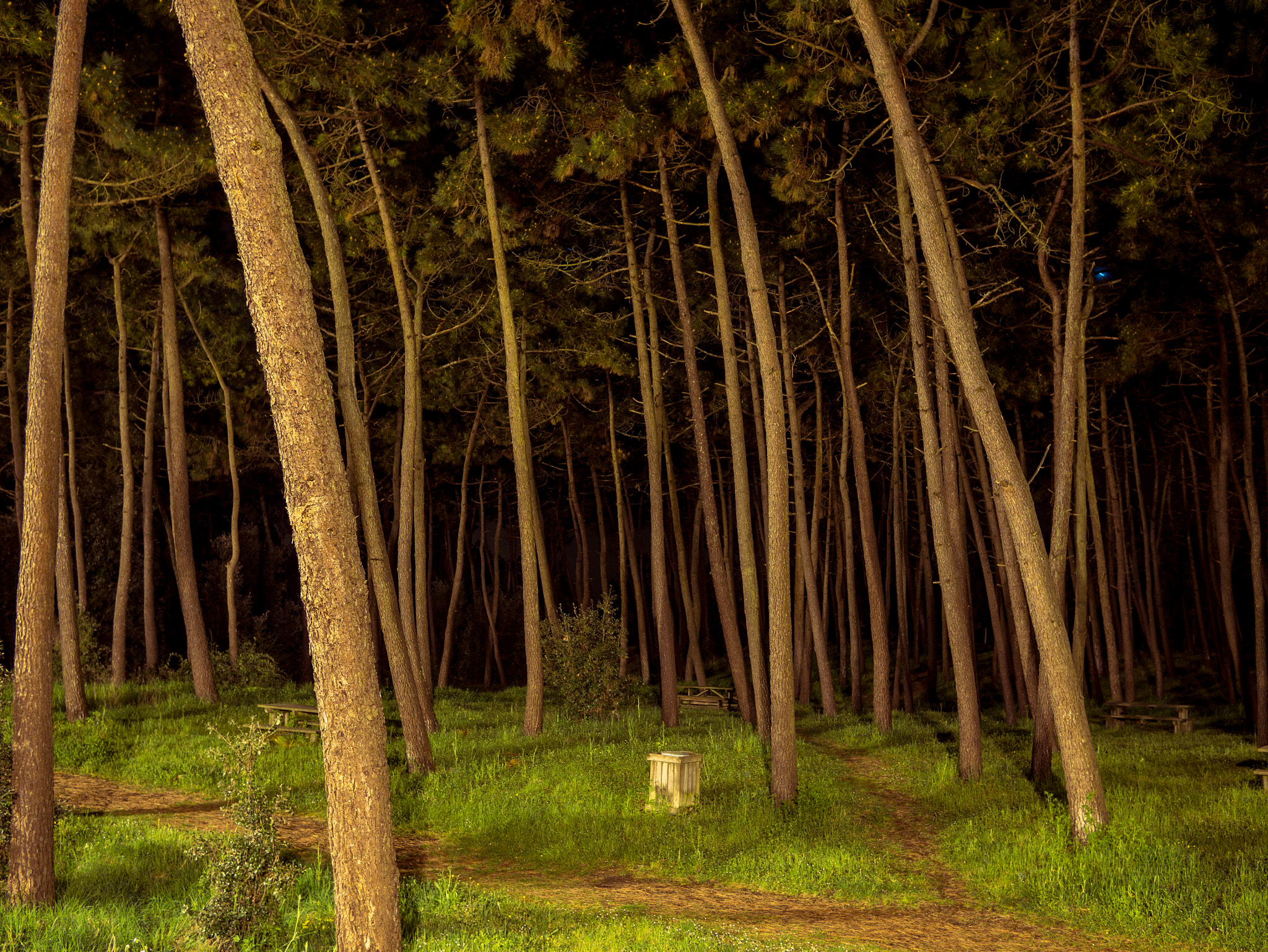 Panasonic Lumix DMC-G7 + LUMIX G 20/F1.7 II sample photo. Juste some trees, by night ! photography