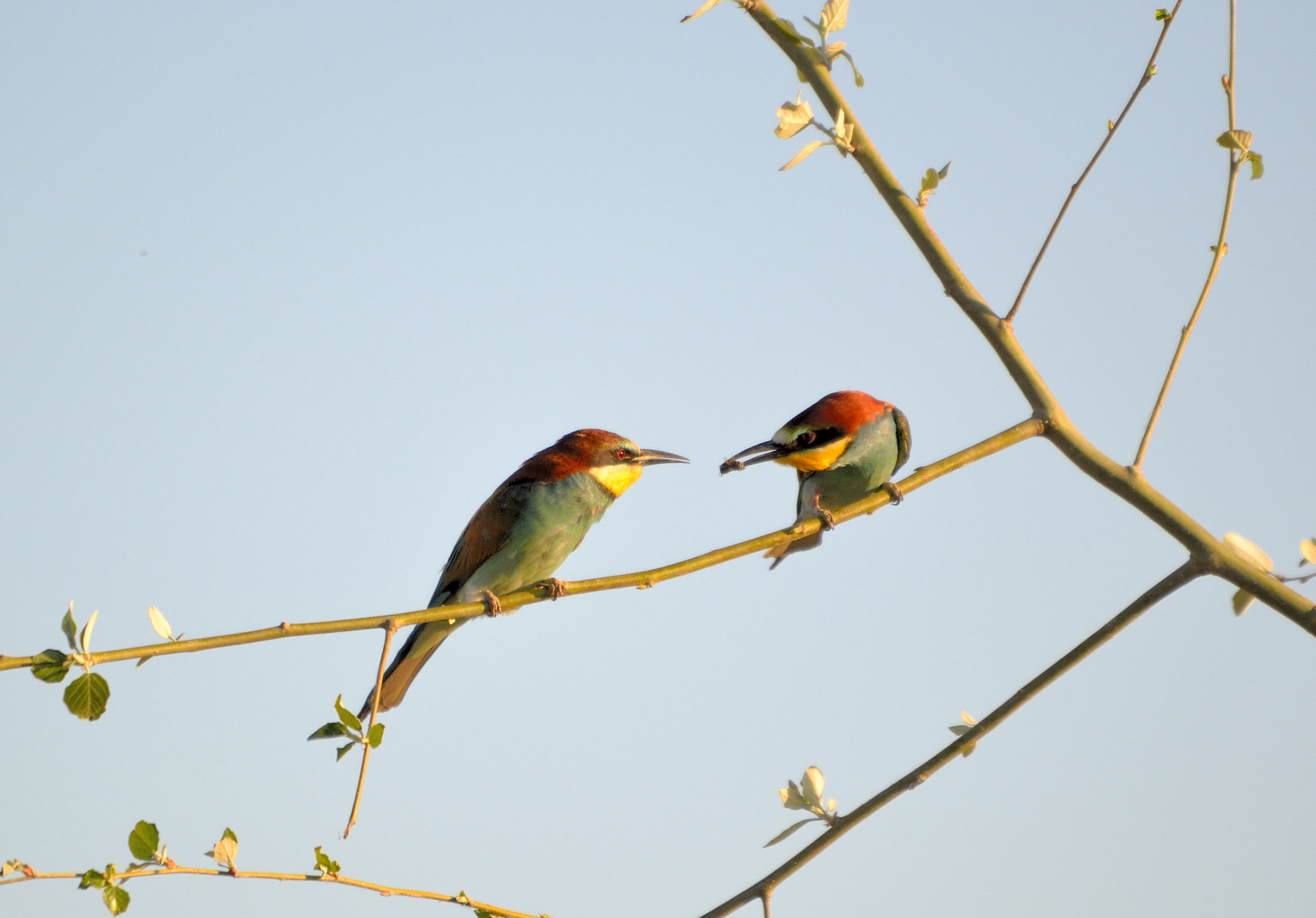 Sigma 120-400mm F4.5-5.6 DG OS HSM sample photo. Pareja abejarrucos photography