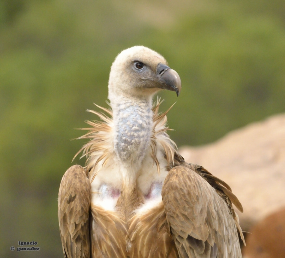 Sigma 120-400mm F4.5-5.6 DG OS HSM sample photo. Buitre leonado photography