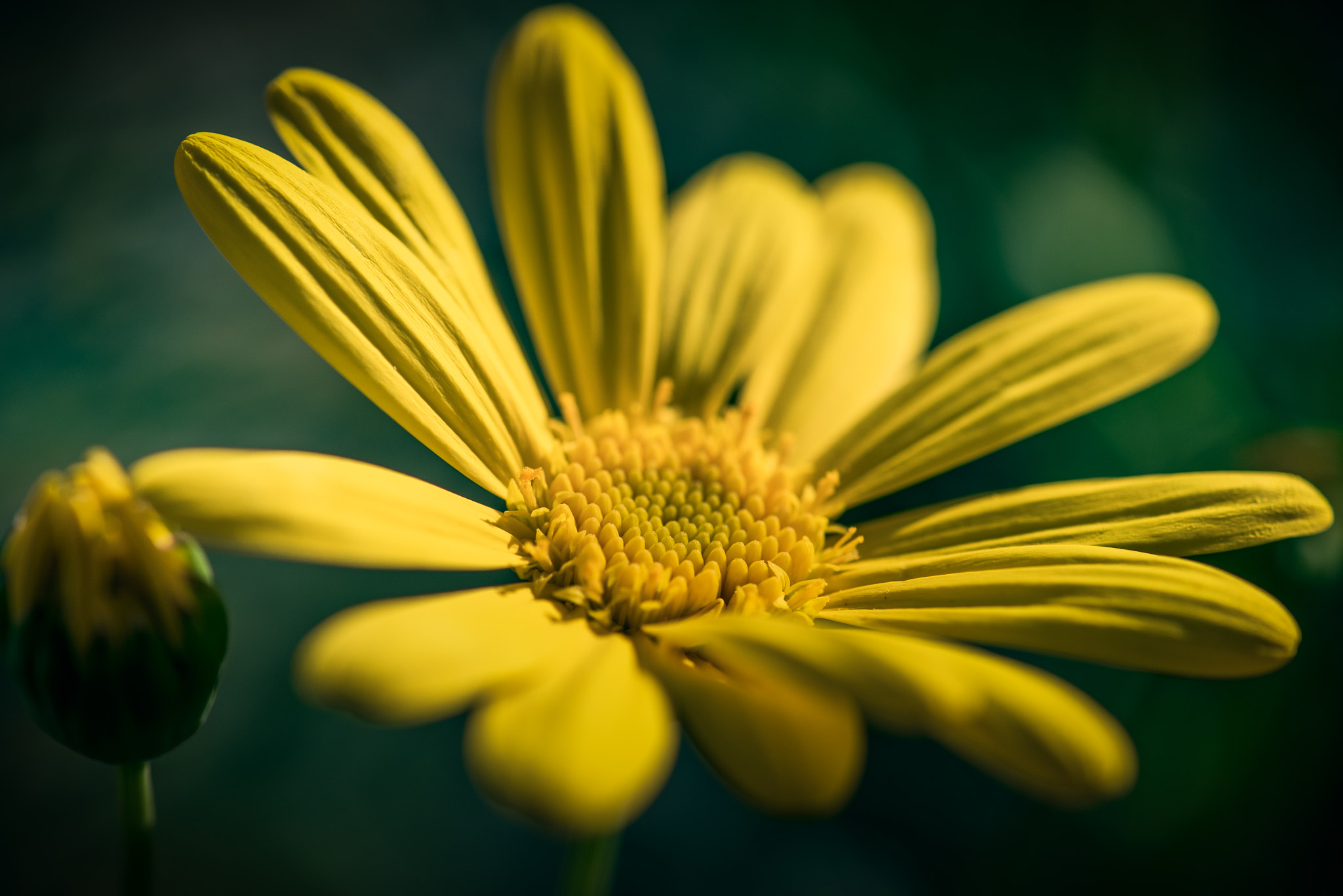 Nikon AF-S DX Micro-Nikkor 85mm F3.5G ED VR sample photo. Yellow flower photography