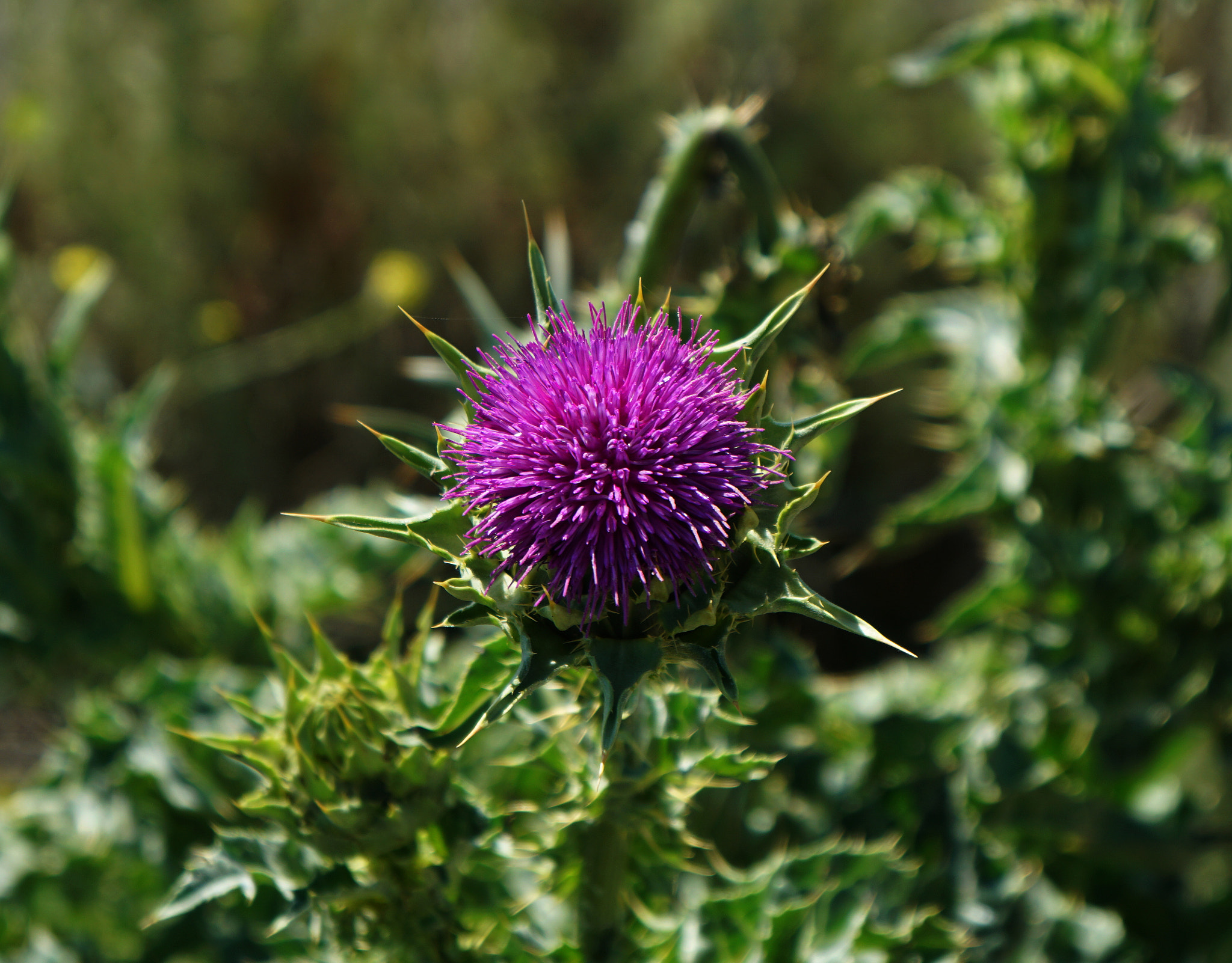 Sony E 18-55mm F3.5-5.6 OSS sample photo. Don't touch me! photography