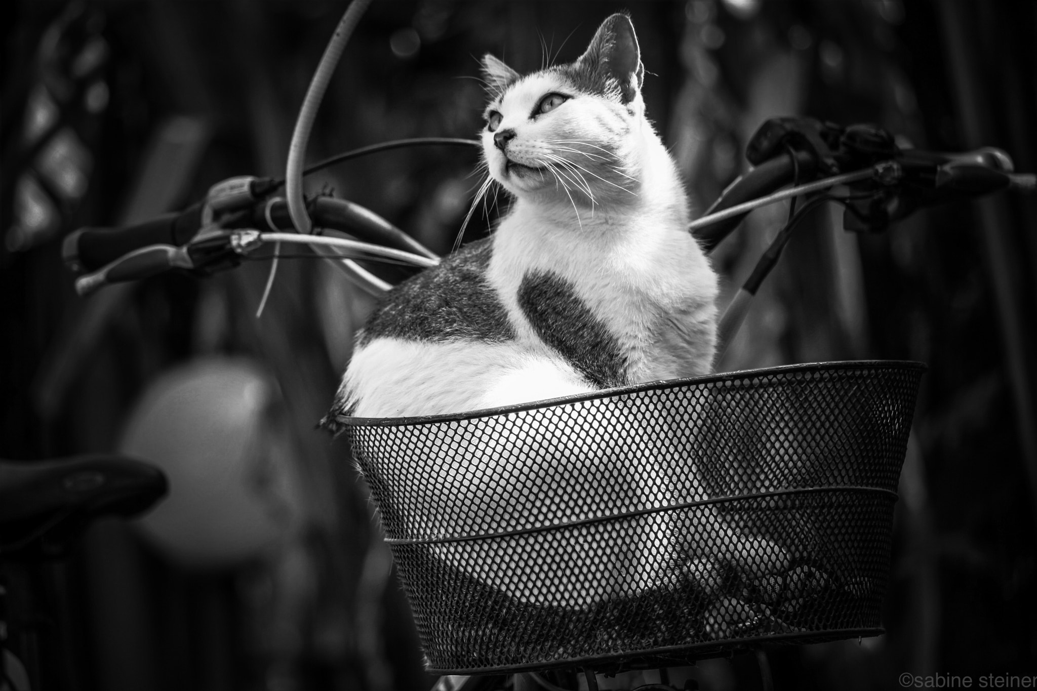 Canon EF 70-300mm F4-5.6 IS USM sample photo. Cat cicci on bike tour photography