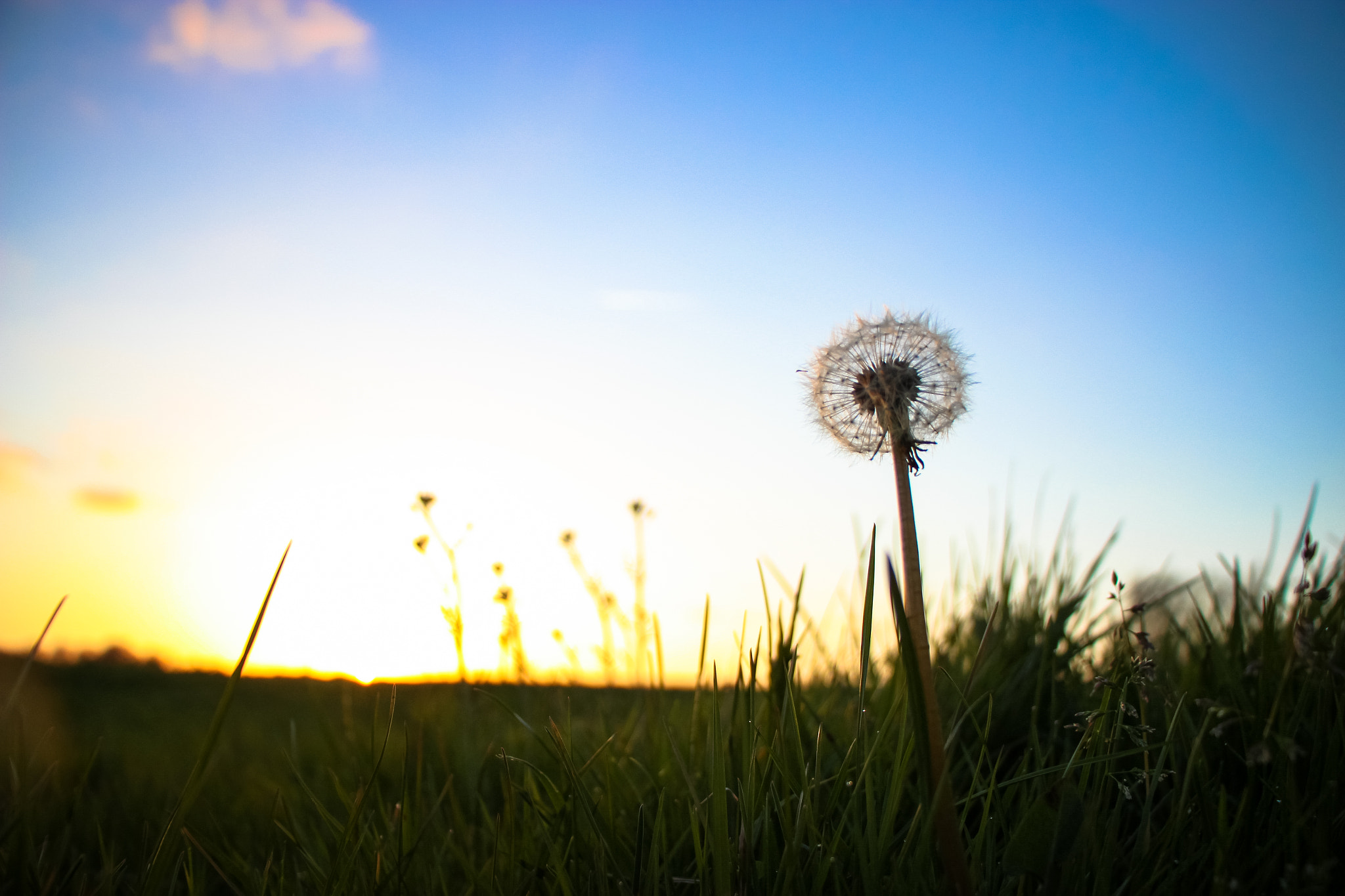 Canon EF-S 18-135mm F3.5-5.6 IS STM sample photo. Dandelion.jpg photography