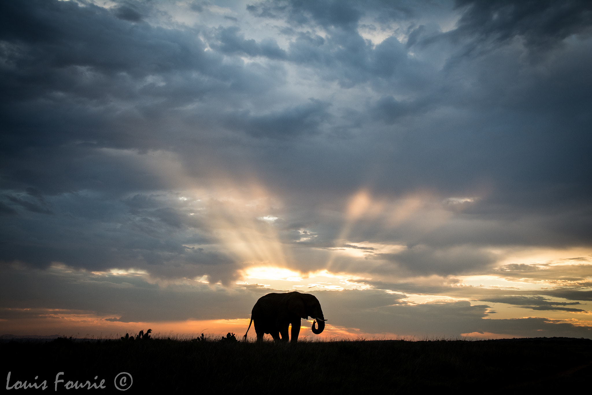 Sigma 17-70mm F2.8-4 DC Macro OS HSM | C sample photo. Elephant silhouette  photography
