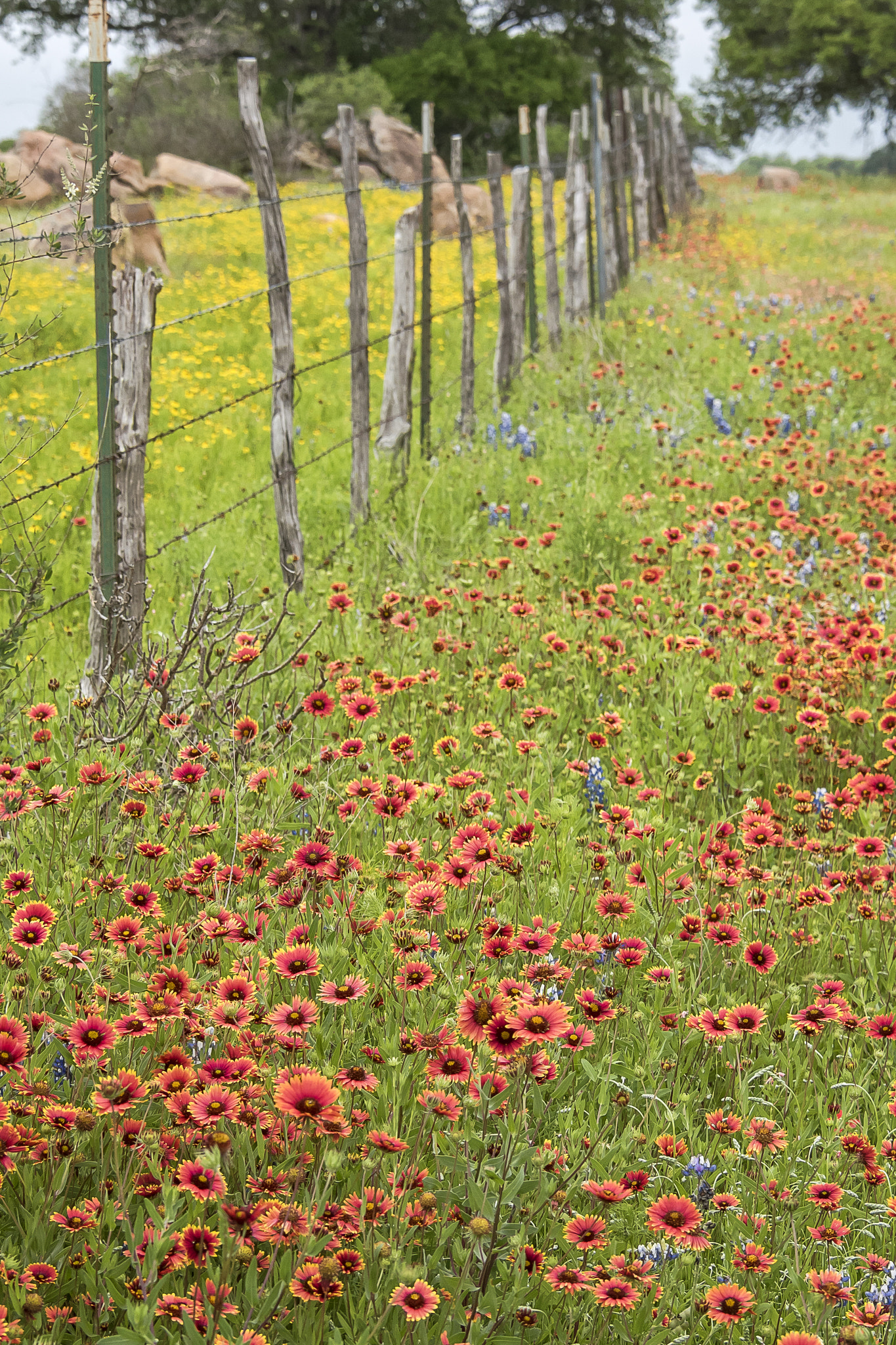 Nikon D750 + Nikon AF-S DX Nikkor 18-300mm F3.5-5.6G ED VR sample photo. Texas wildflowers along country fence photography