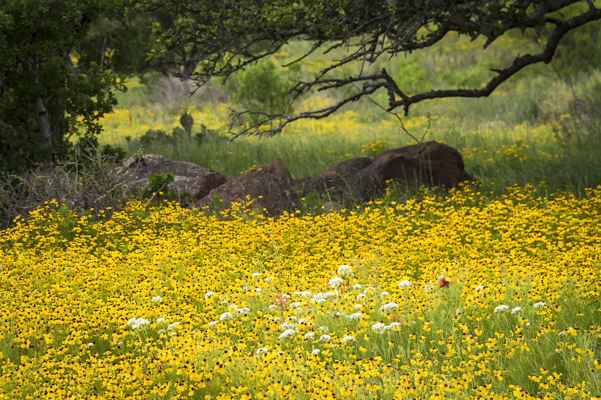 Nikon D750 + Nikon AF-S DX Nikkor 18-300mm F3.5-5.6G ED VR sample photo. Texas wildflowers and rock photography
