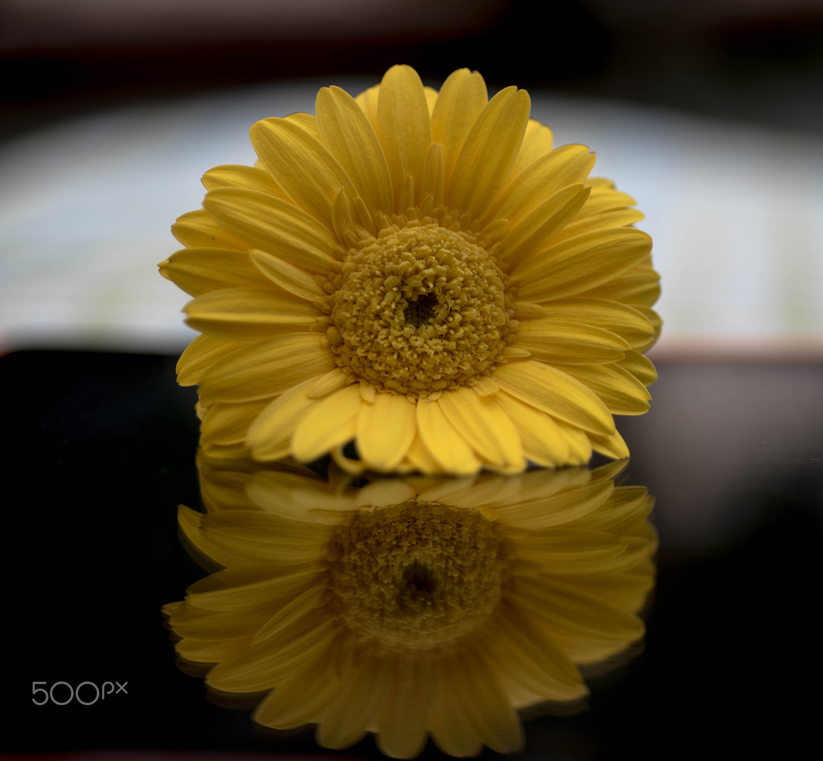AF Micro-Nikkor 60mm f/2.8 sample photo. Flor abril photography