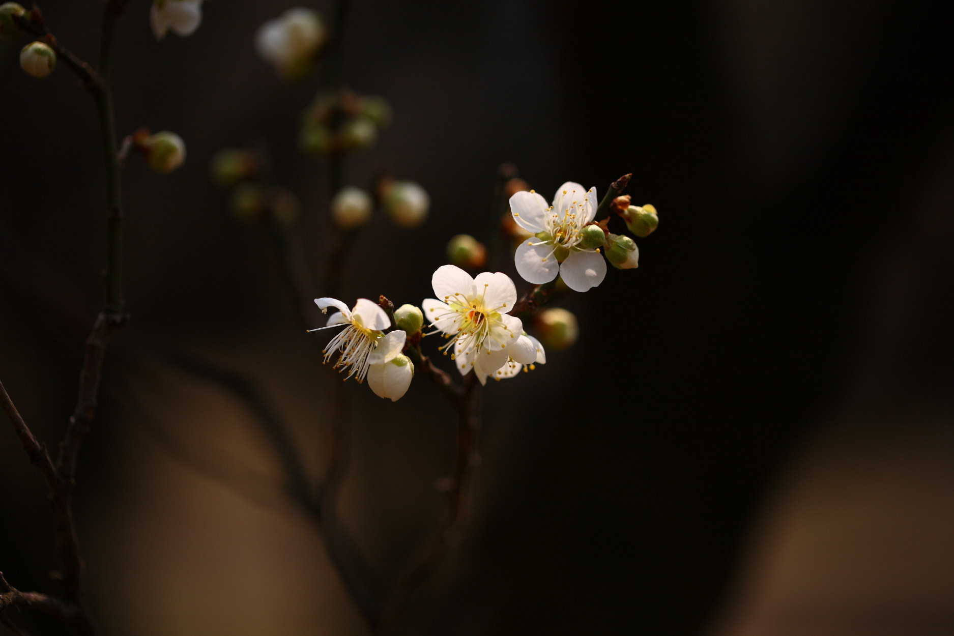 Canon EOS 5D + Canon EF 100mm F2.8L Macro IS USM sample photo. Maewha in korea  photography