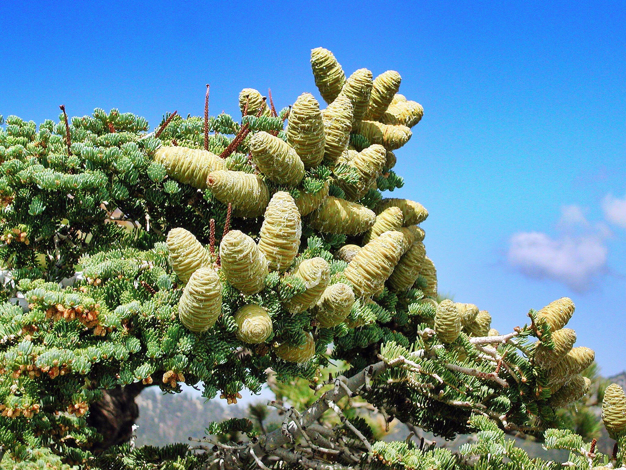 Olympus C3000Z sample photo. Pinecones photography