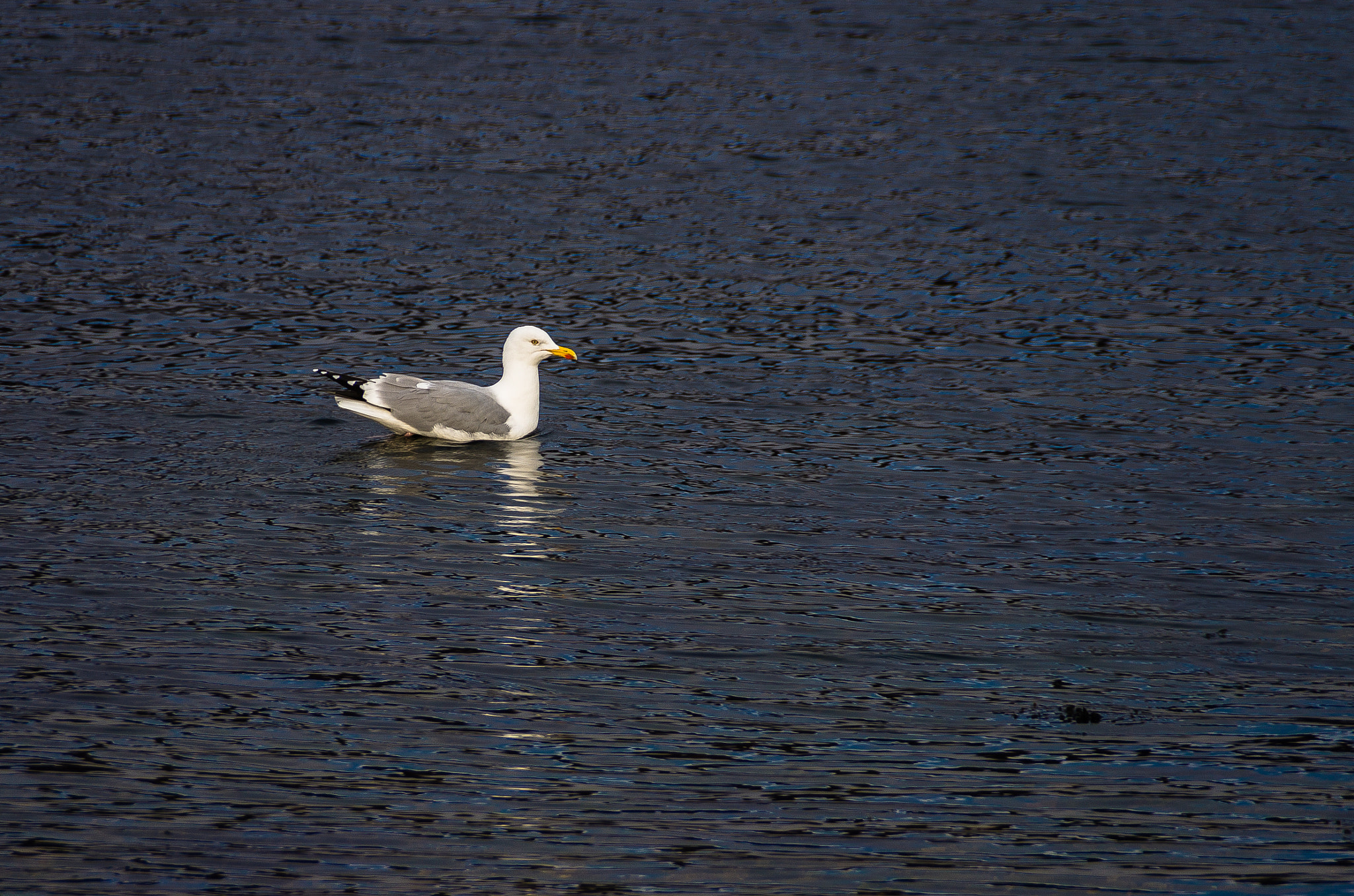 Pentax K-5 IIs sample photo. Lonely seagull photography