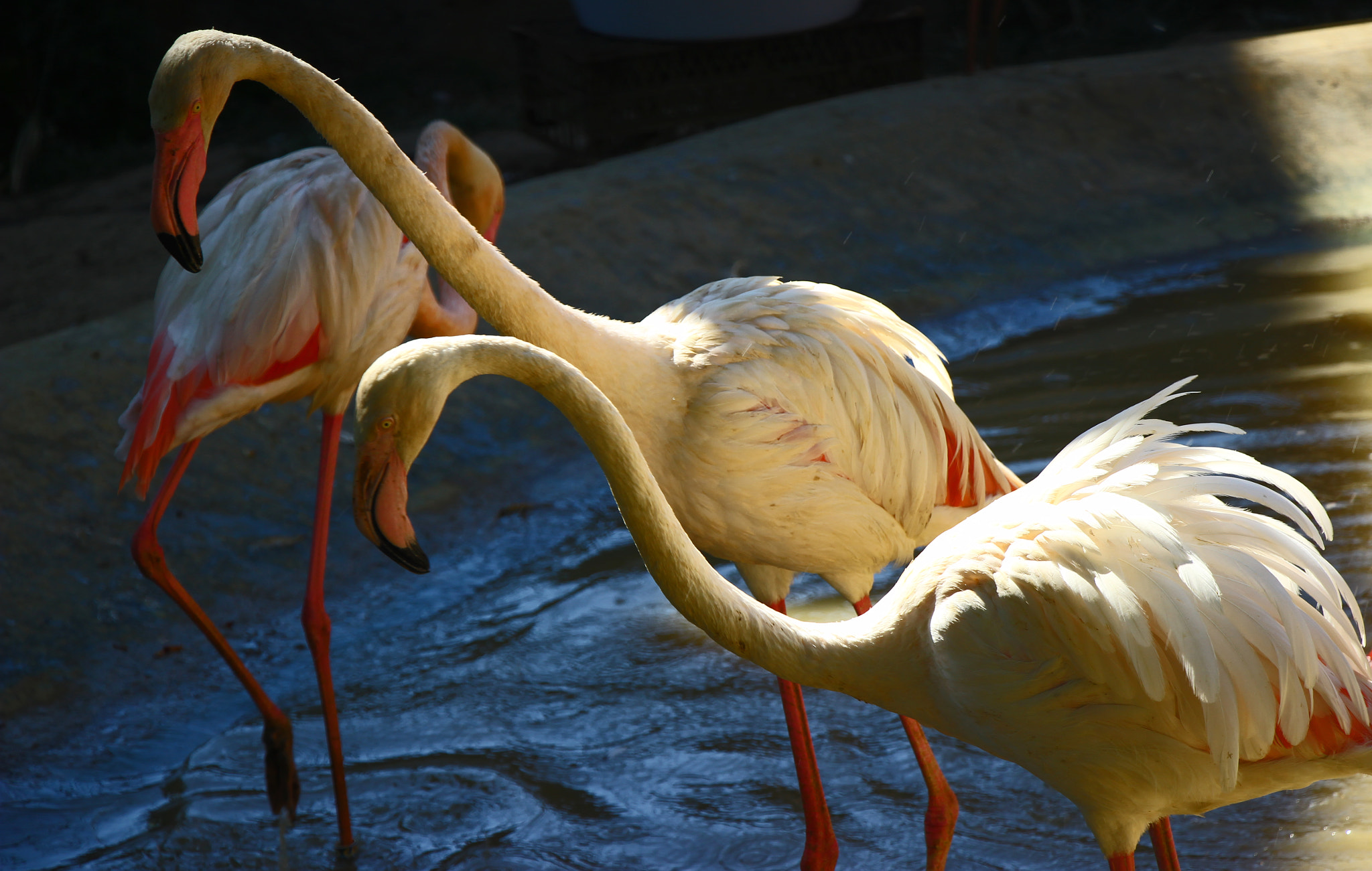 Canon EF-S 18-135mm F3.5-5.6 IS STM sample photo. Flamingos photography