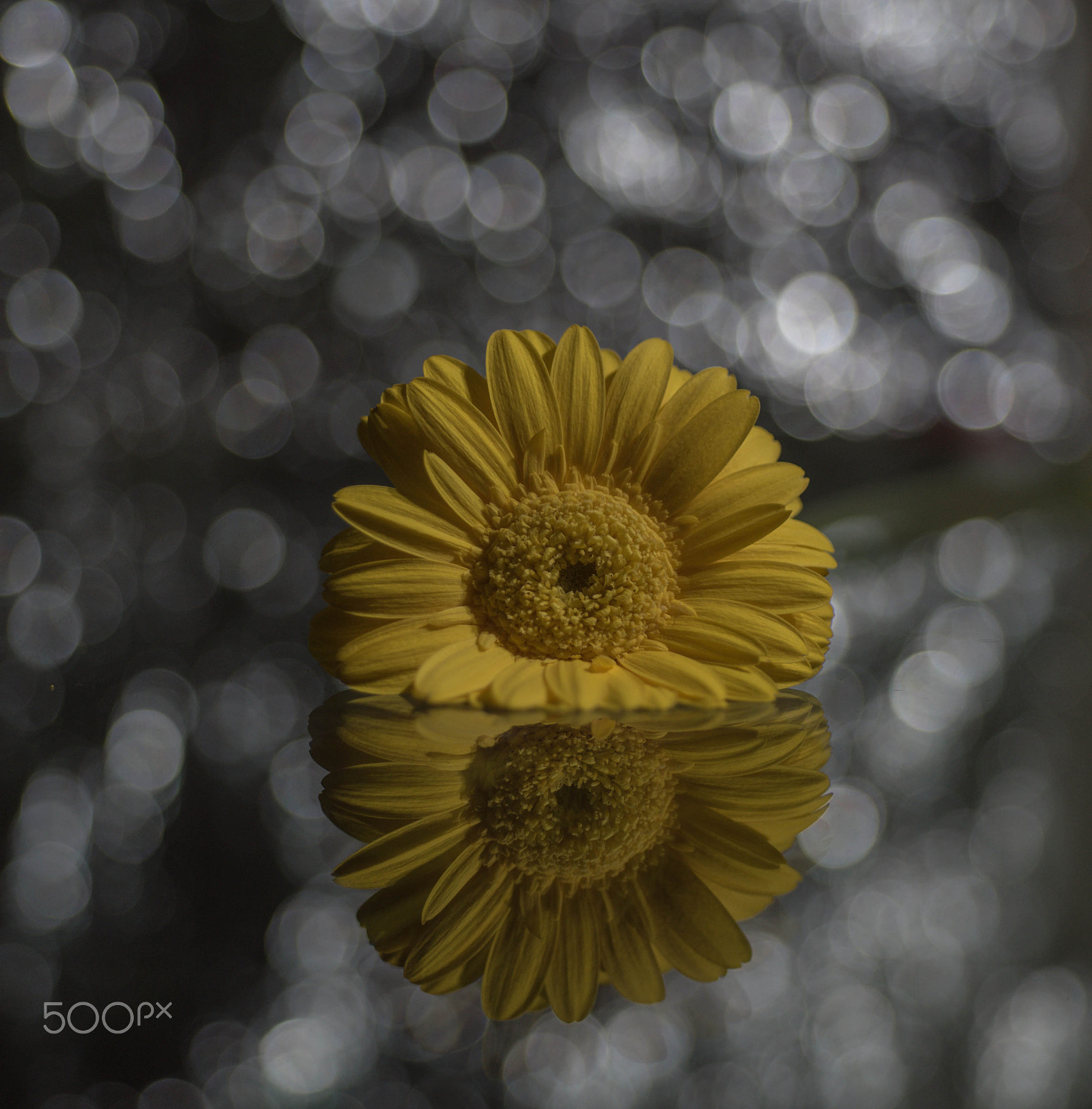 AF Micro-Nikkor 60mm f/2.8 sample photo. Flower photography