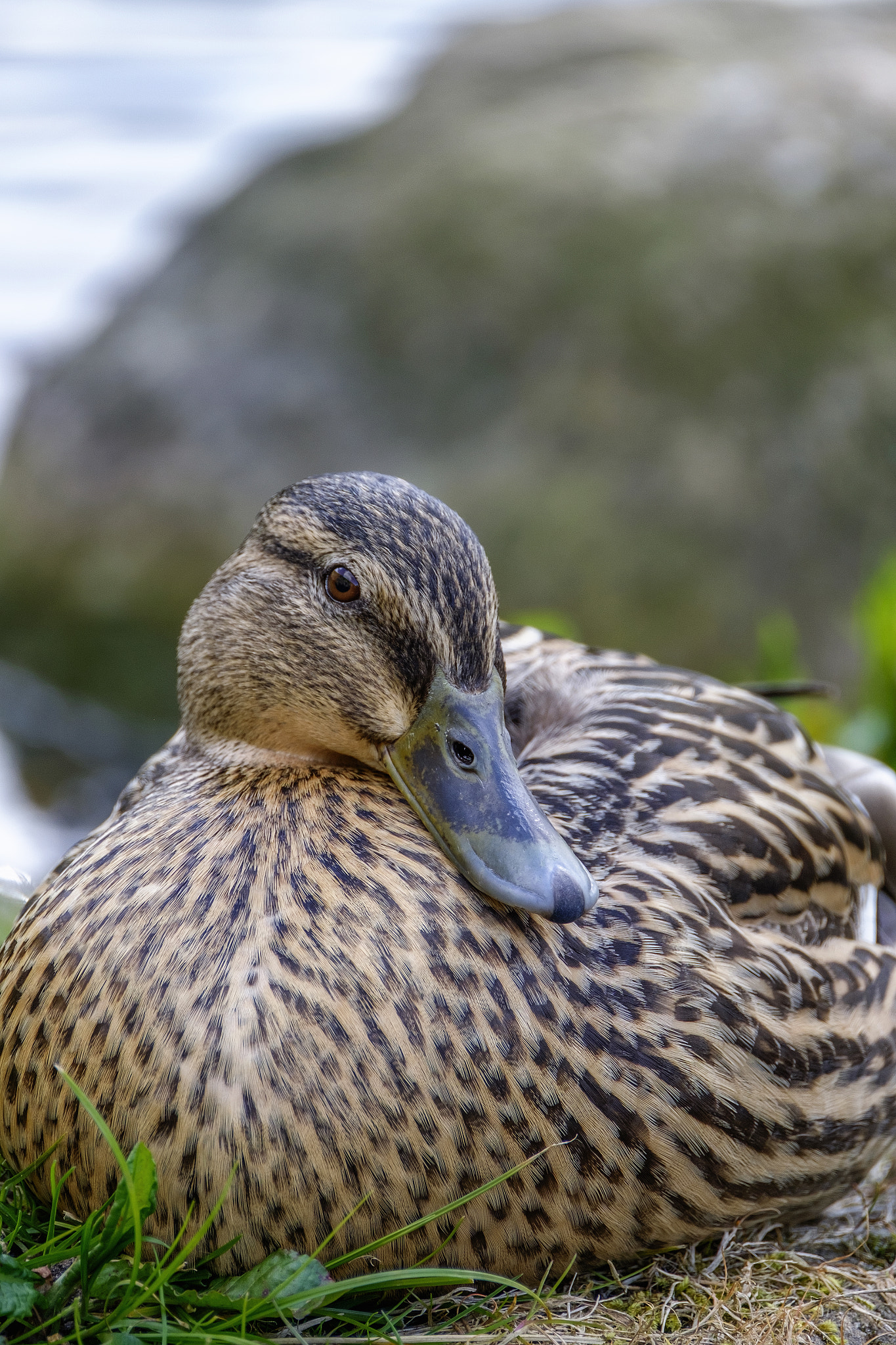XF100-400mmF4.5-5.6 R LM OIS WR + 1.4x sample photo. Quack, quack, quack... sleep! photography