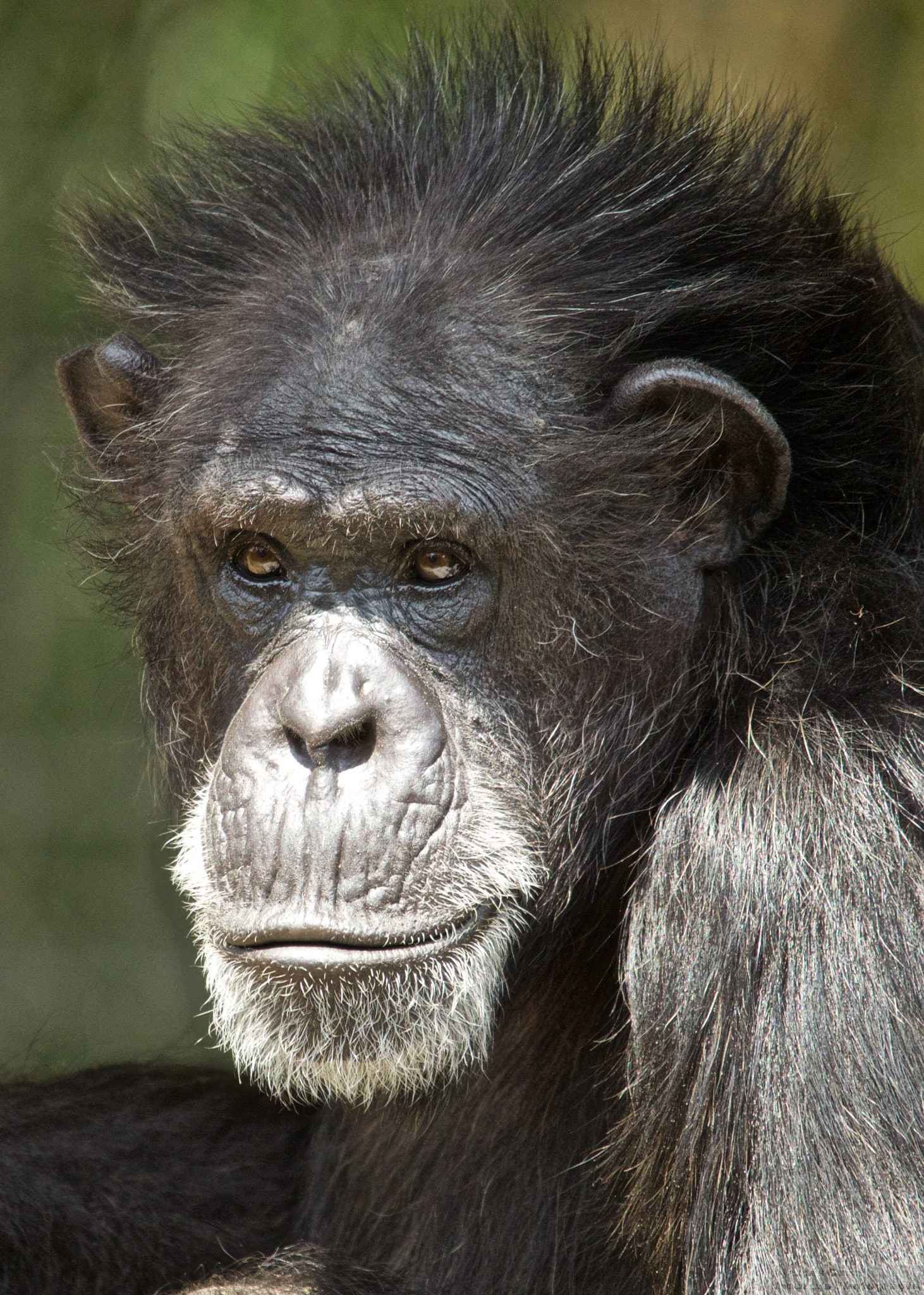 Canon EOS-1D Mark IV + Sigma 150-500mm F5-6.3 DG OS HSM sample photo. Chimpanzee portrait photography