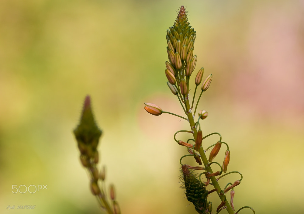 Nikon D300S sample photo. Seras photography