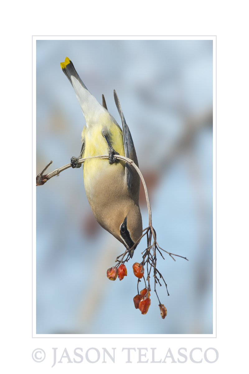 Nikon D800 + Nikon AF-S Nikkor 500mm F4G ED VR sample photo. Cedar waxwing photography