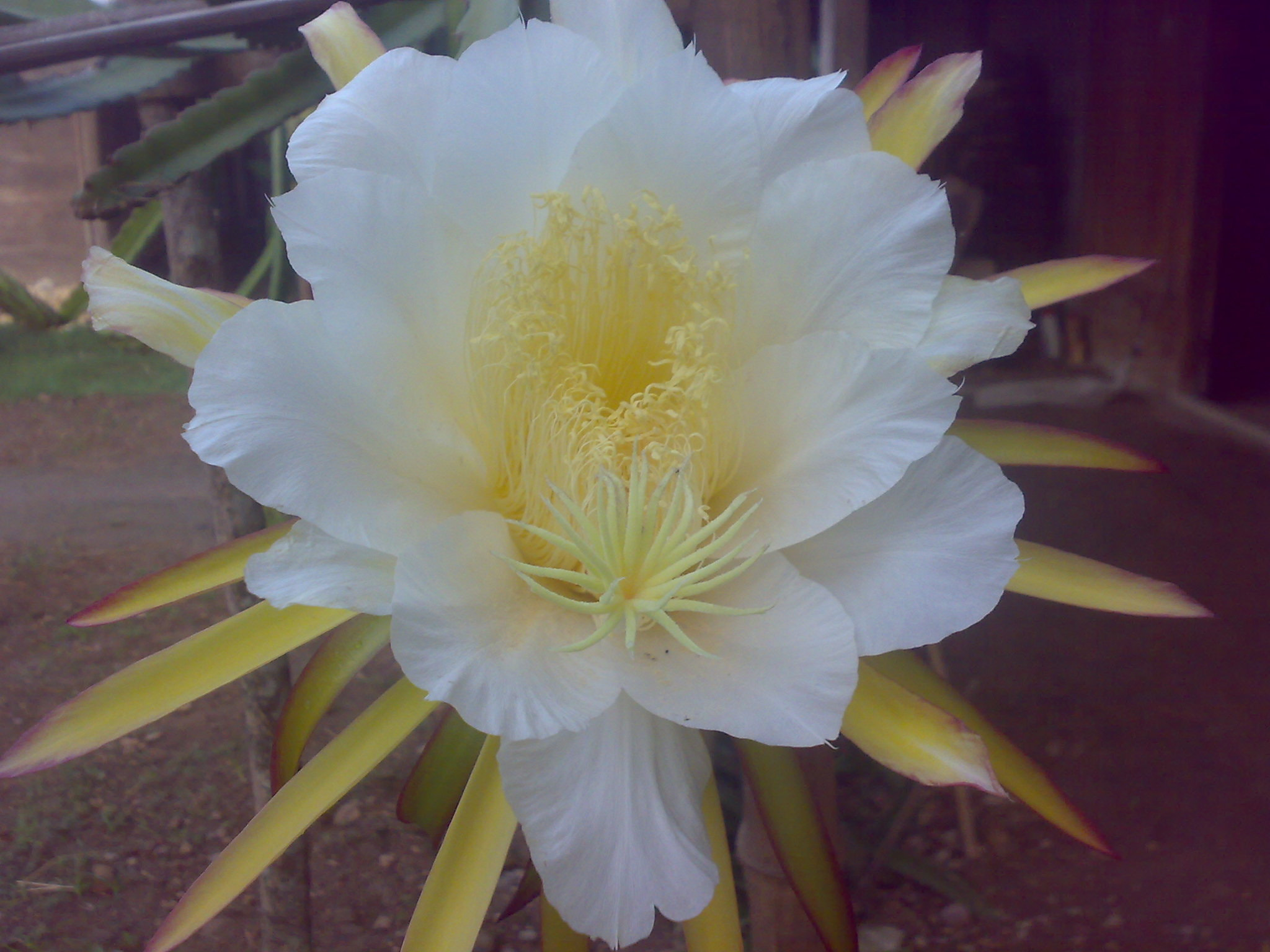 Nokia N73 sample photo. Dragon fruit flower photography