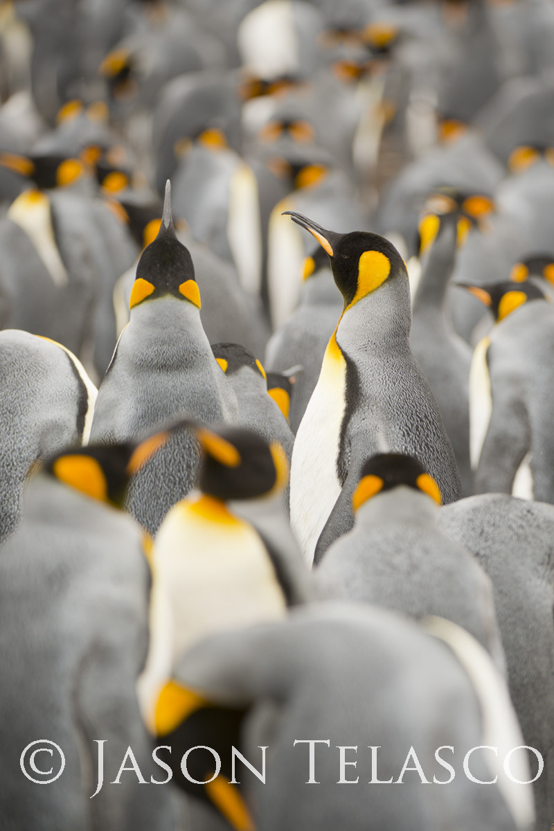 Nikon AF-S Nikkor 200-400mm F4G ED-IF VR sample photo. King penguins photography