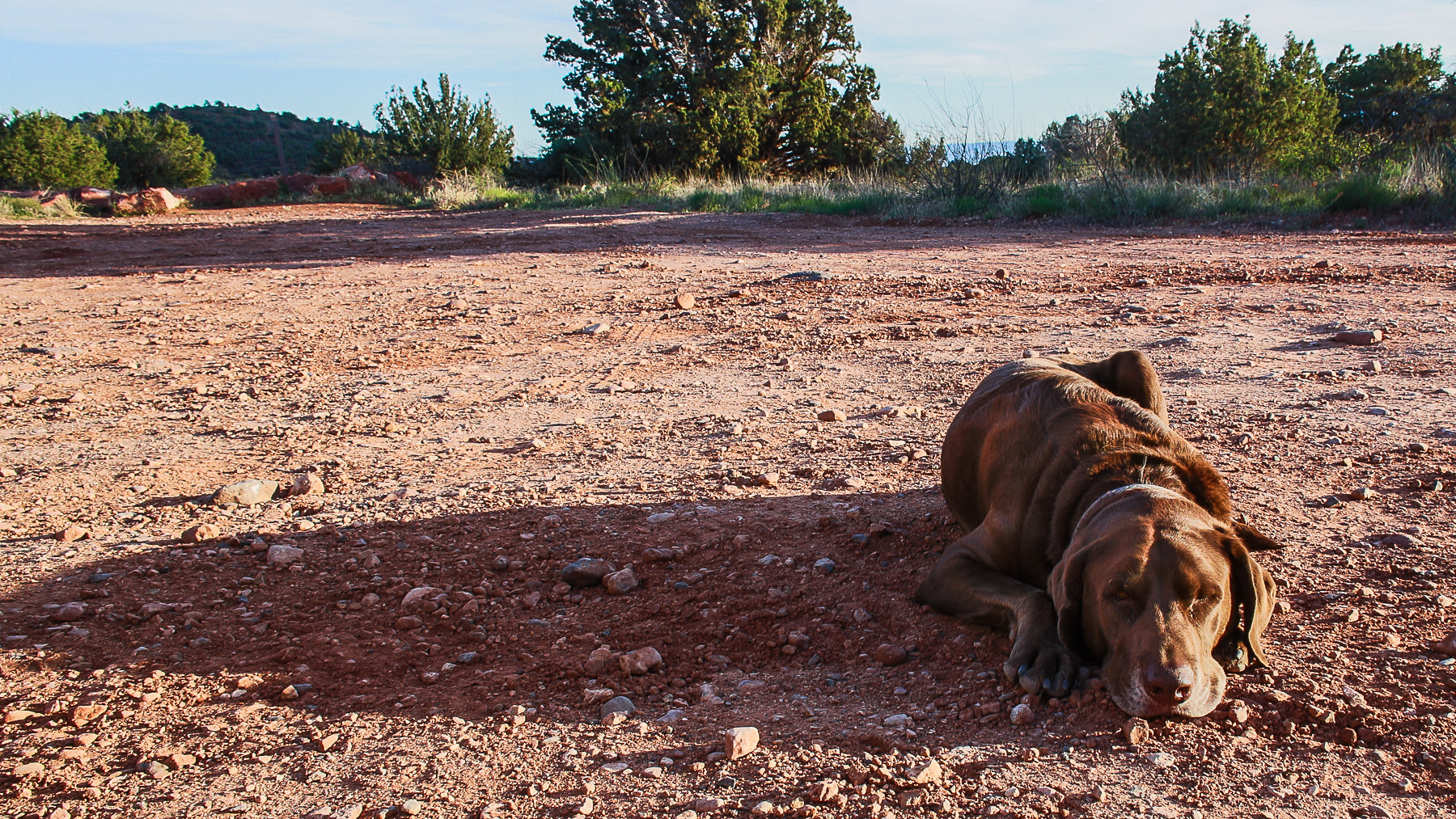 Canon EOS 6D + Canon EF 24mm f/1.4L sample photo. Dog tired photography