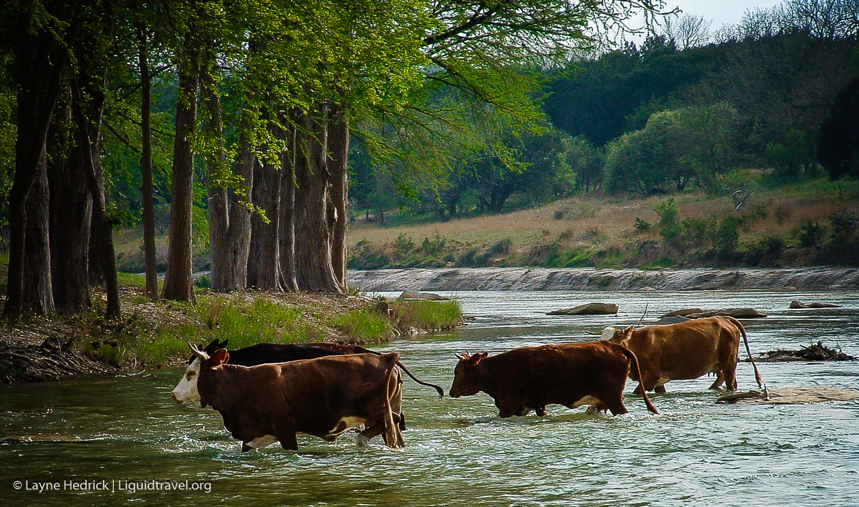 Fujifilm FinePix 3800 sample photo. Cattle crossing photography