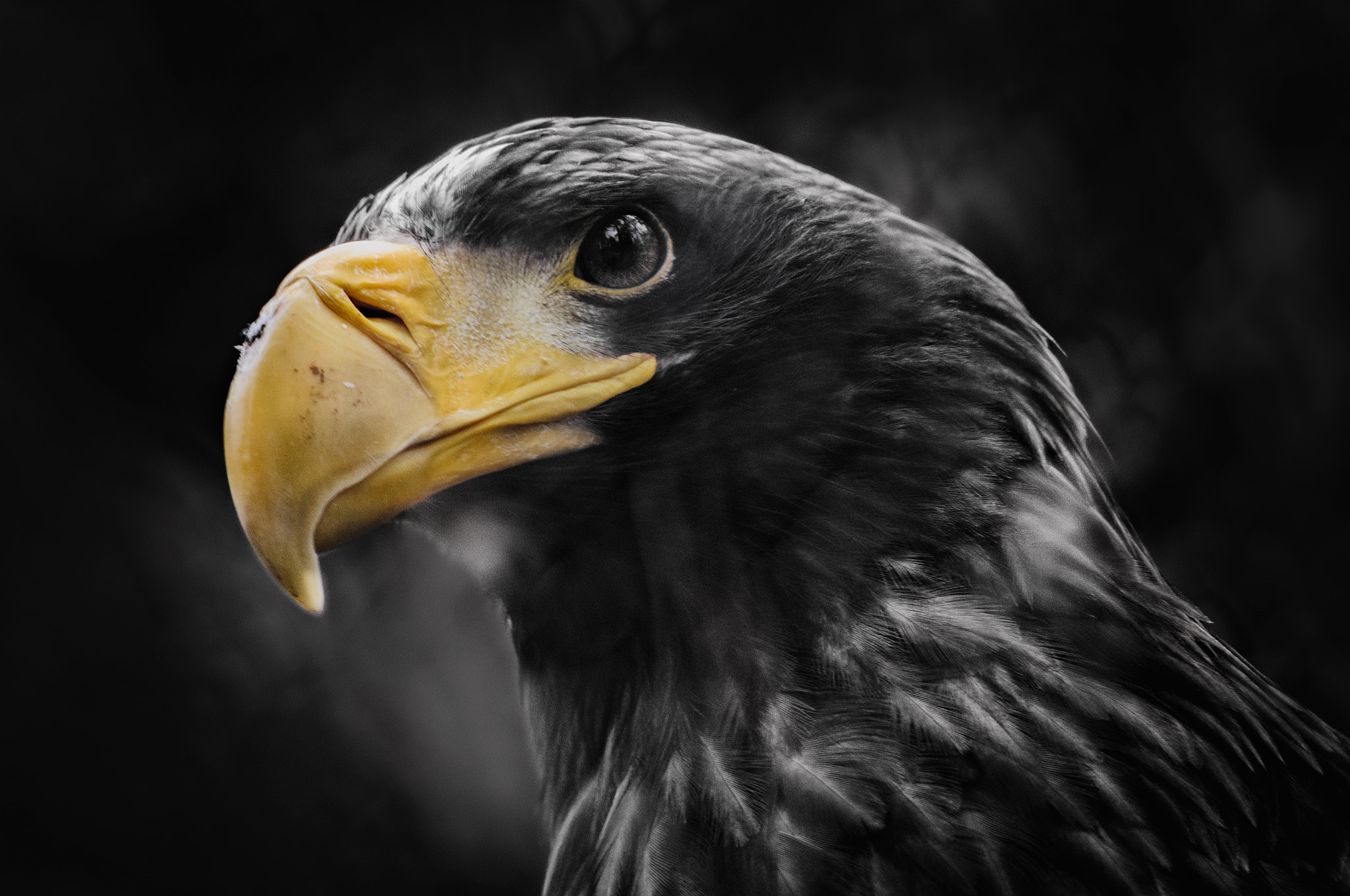 Nikon D90 + AF Nikkor 70-210mm f/4-5.6 sample photo. Haliaeetus pelagicus photography