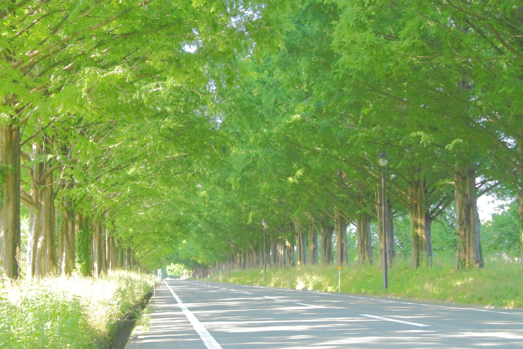 Canon EOS 500D (EOS Rebel T1i / EOS Kiss X3) sample photo. Metasequoias in the morning photography