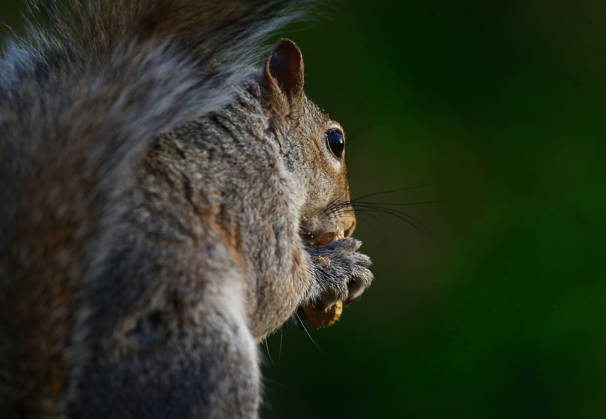 Canon EF 400mm F5.6L USM sample photo. Supper for the squirrel photography