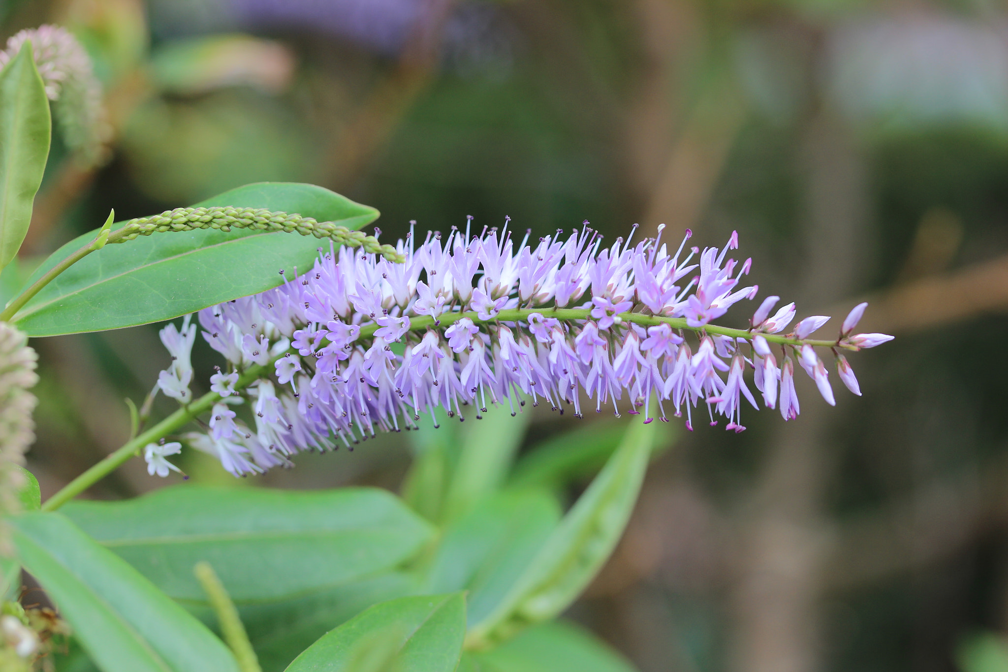 Canon EF-S 60mm F2.8 Macro USM sample photo. Learning such a lot from the people on 500px photography