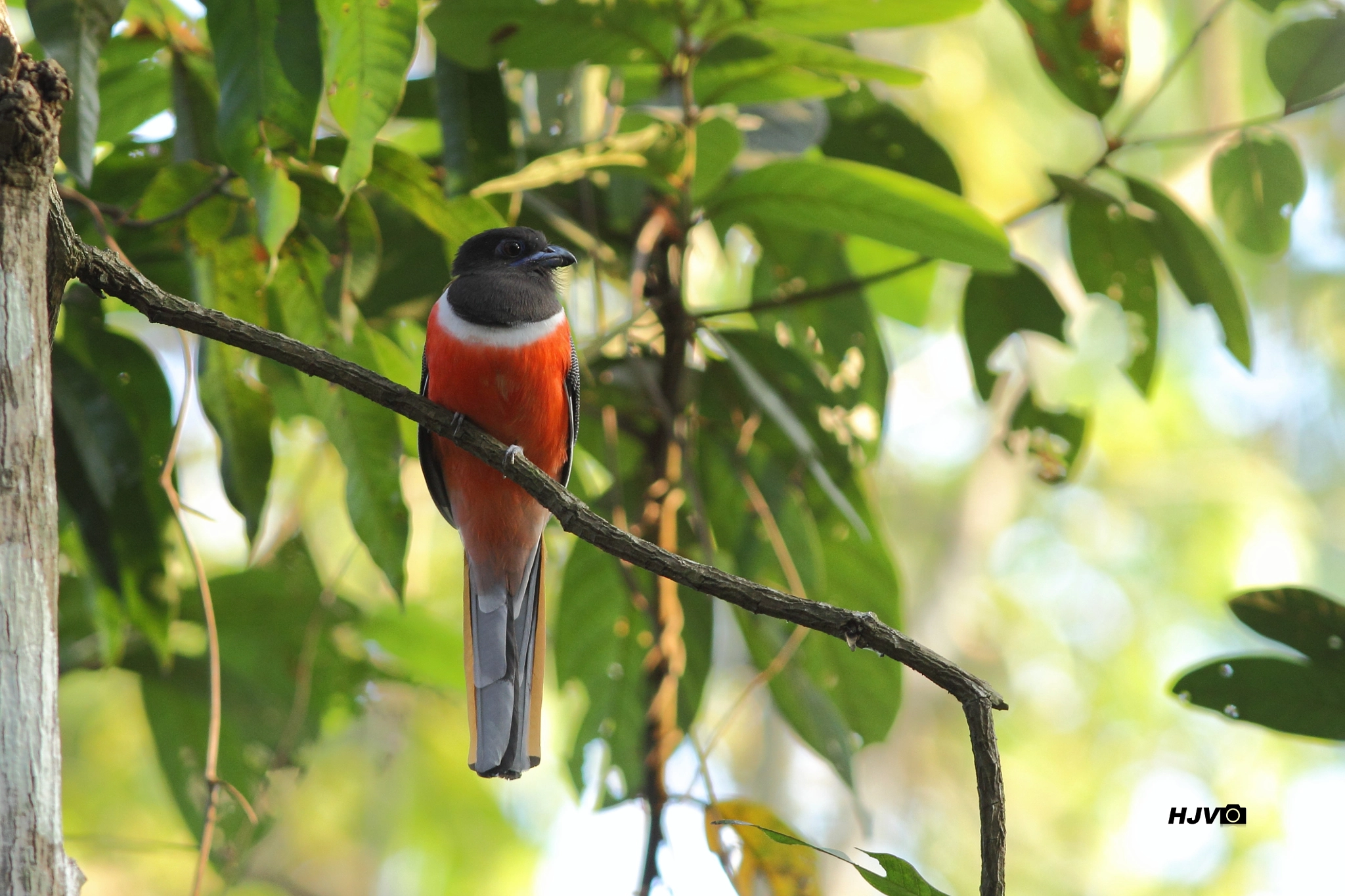 Canon EF 300mm F4L IS USM sample photo. Malabar trogan photography