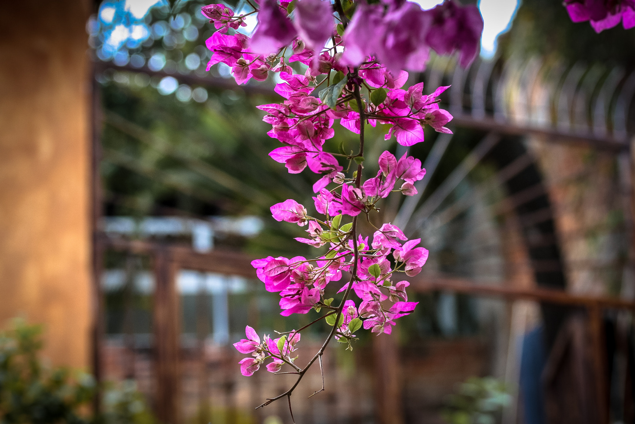 Canon EF-S 60mm F2.8 Macro USM sample photo. Botanical and rays photography