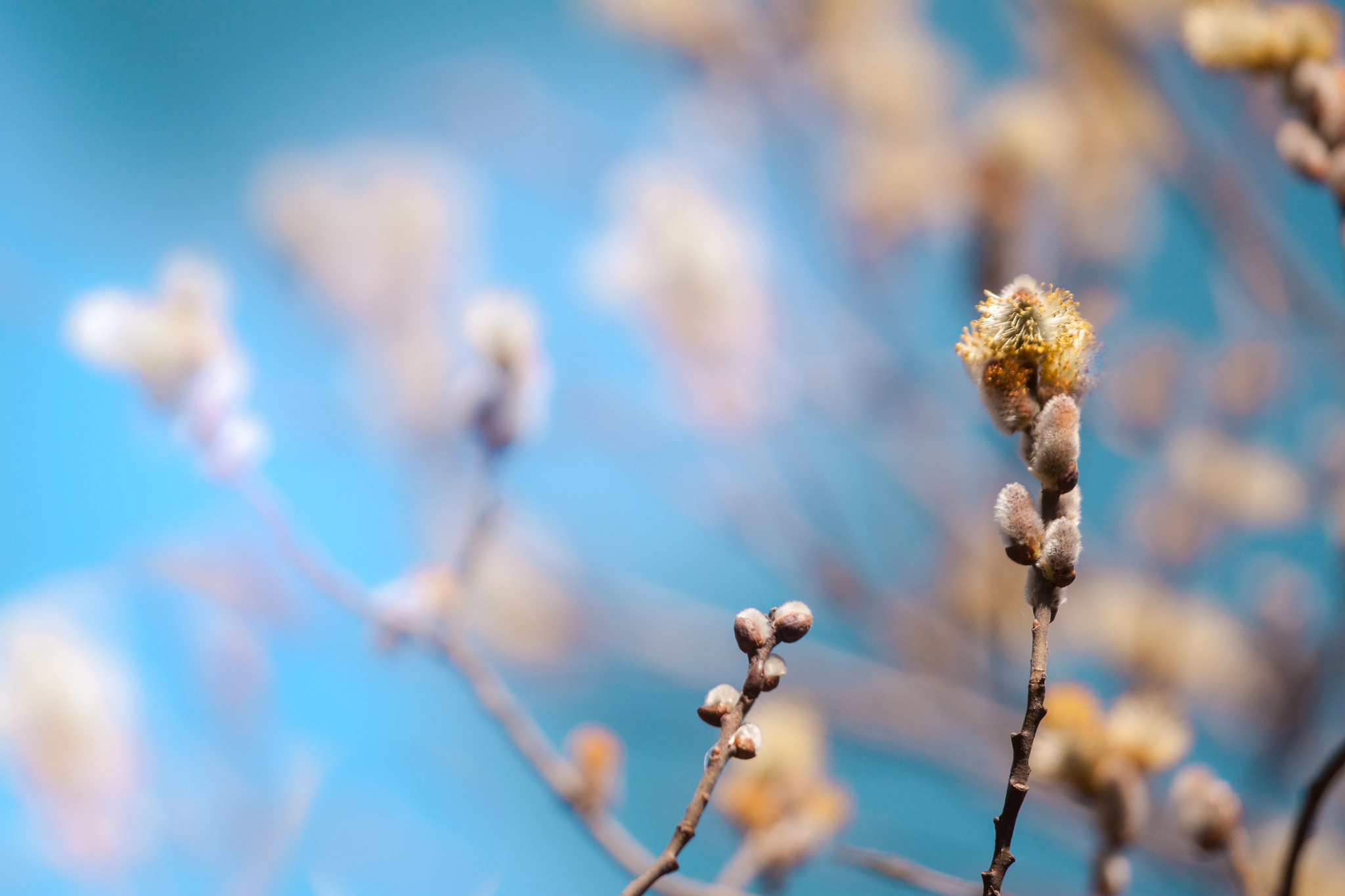 Canon EOS 500D (EOS Rebel T1i / EOS Kiss X3) sample photo. Pretty pussy willow photography