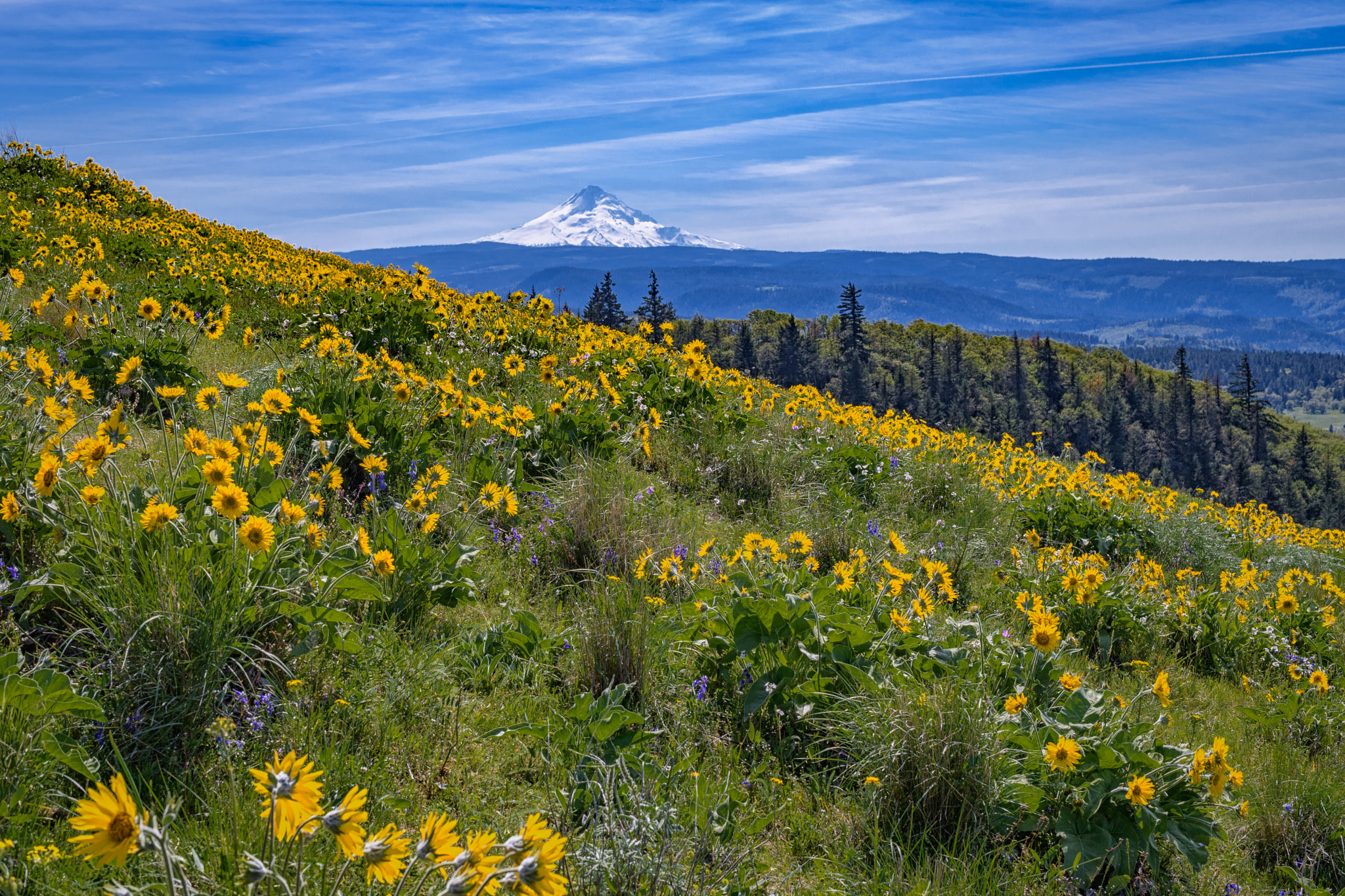 Nikon D5 + Nikon AF-S Nikkor 50mm F1.4G sample photo. Mt. hood and wildflowers seen along the tom mccall preserve hike photography