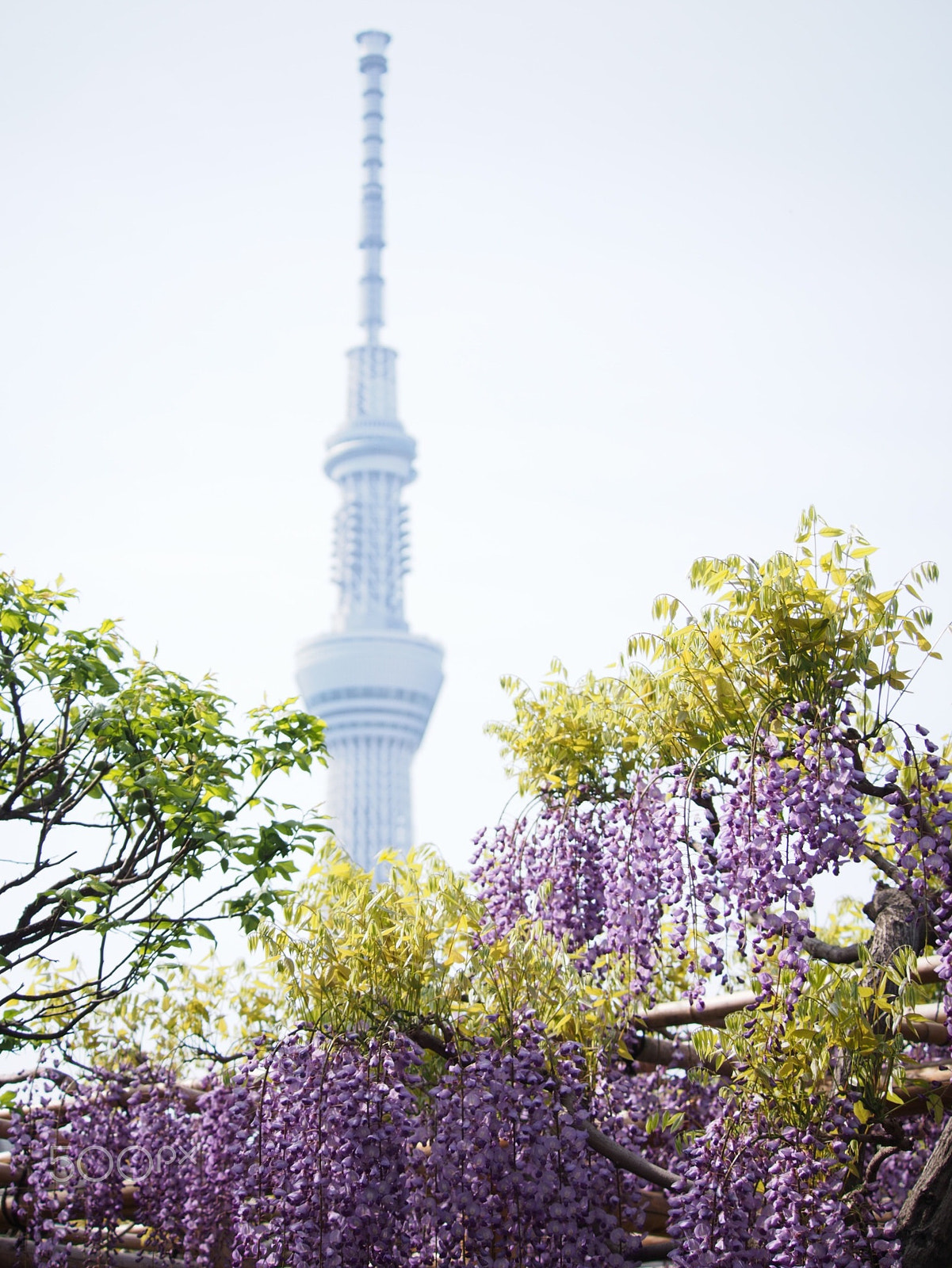Olympus PEN E-PM2 sample photo. A wisteria trellis photography